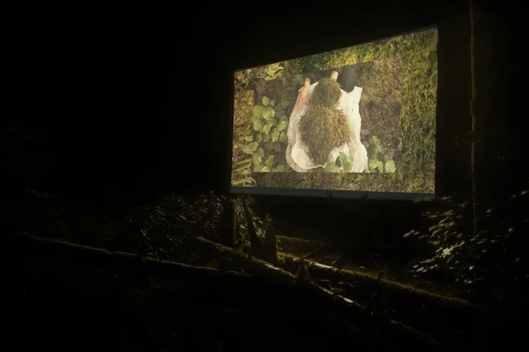 Documentation of site-specific forest screening of Bryosphere video, Diitiida/Jordan River, April 2023.