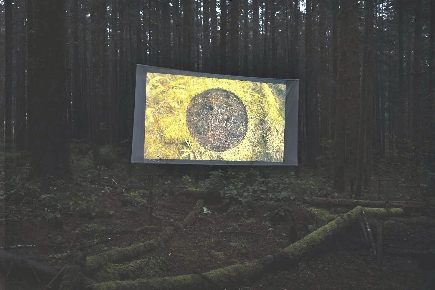 Documentation of site-specific forest screening of Bryosphere (the projection shows "Soil Circle" intervention).