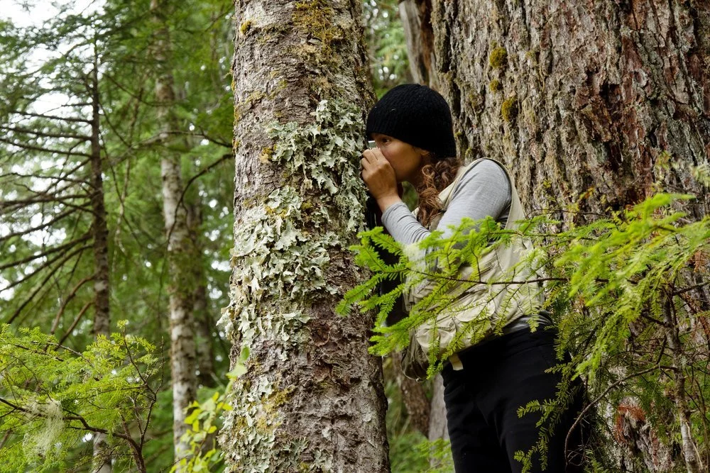 Inspecting a large population of Old Growth Specklebelly lichen with a hand lens, Fairy Creek, 2021.