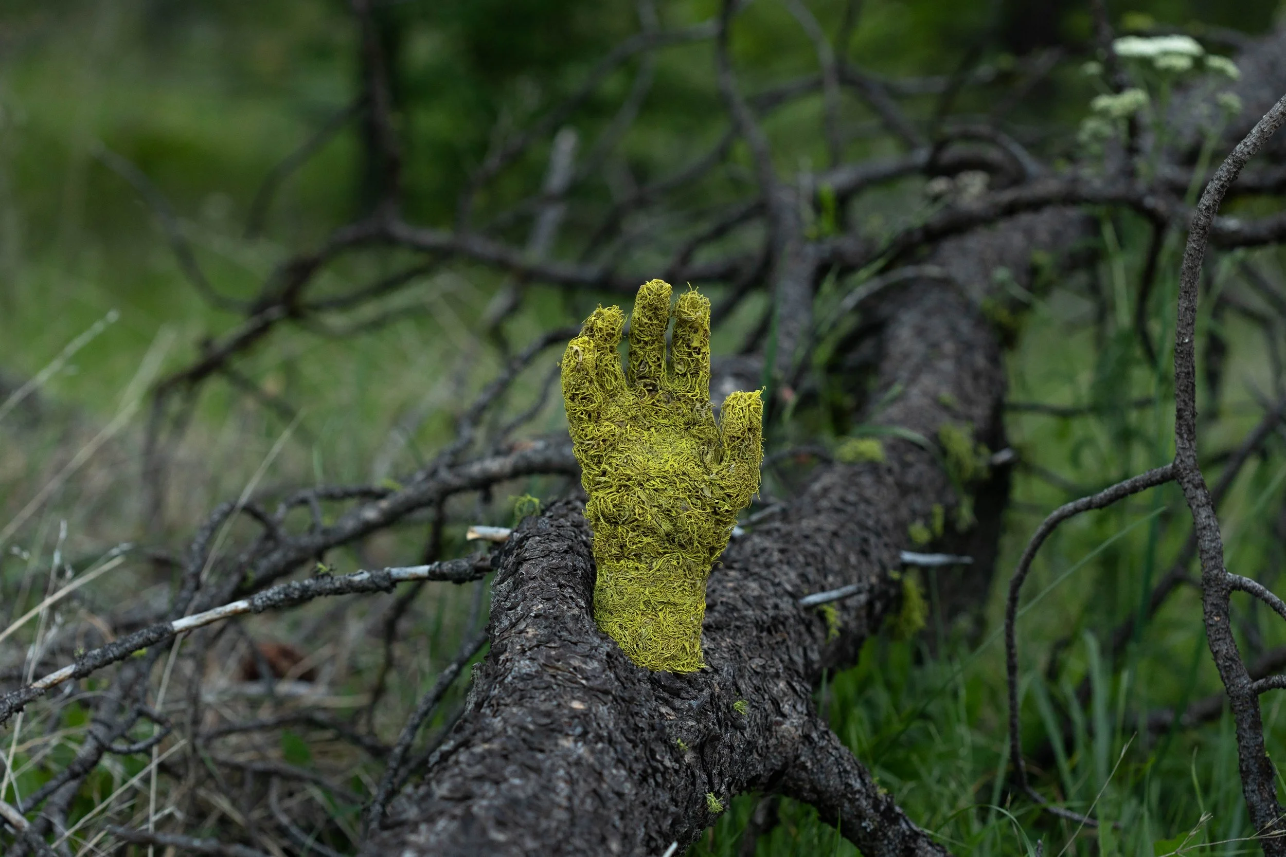 Lichen Hand (Letharia vulpina), prototype- left out to return to the land, 2023