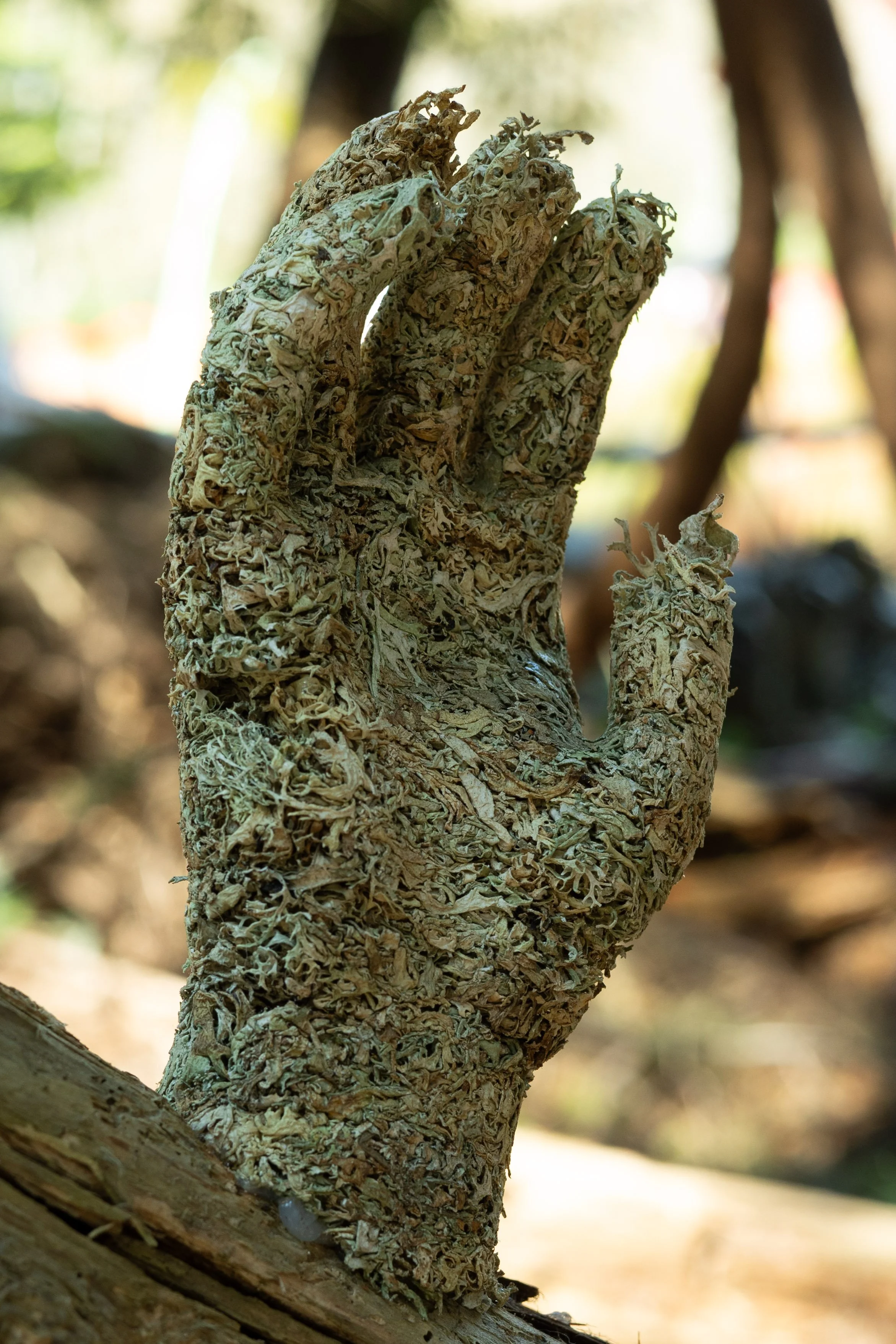 Lichen Hand (Evernia prunastri), mounted in its habitat, 2023.