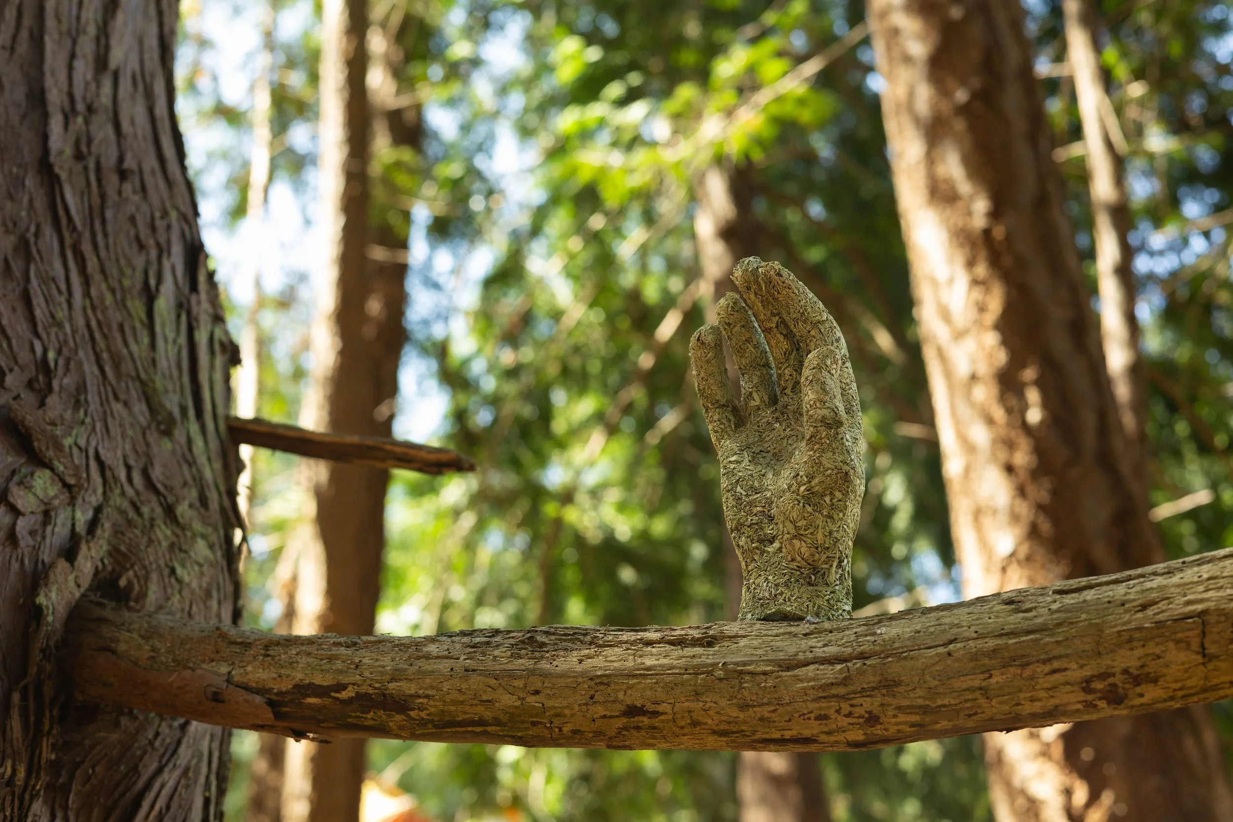 Lichen Hand (Ramalina farinacea), mounted in its habitat, 2023.