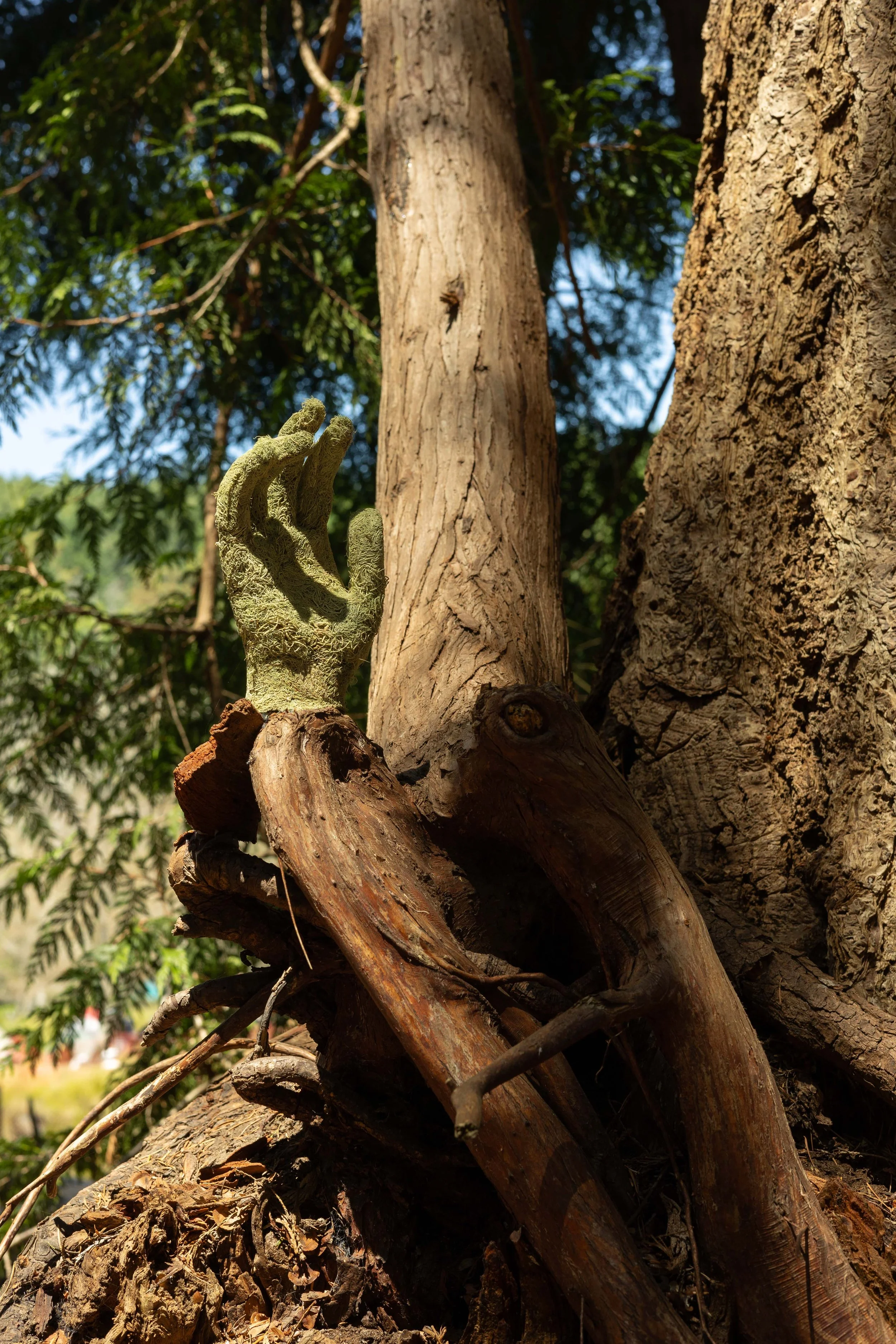 Lichen Hand (Usnea), mounted in its habitat. 2023.