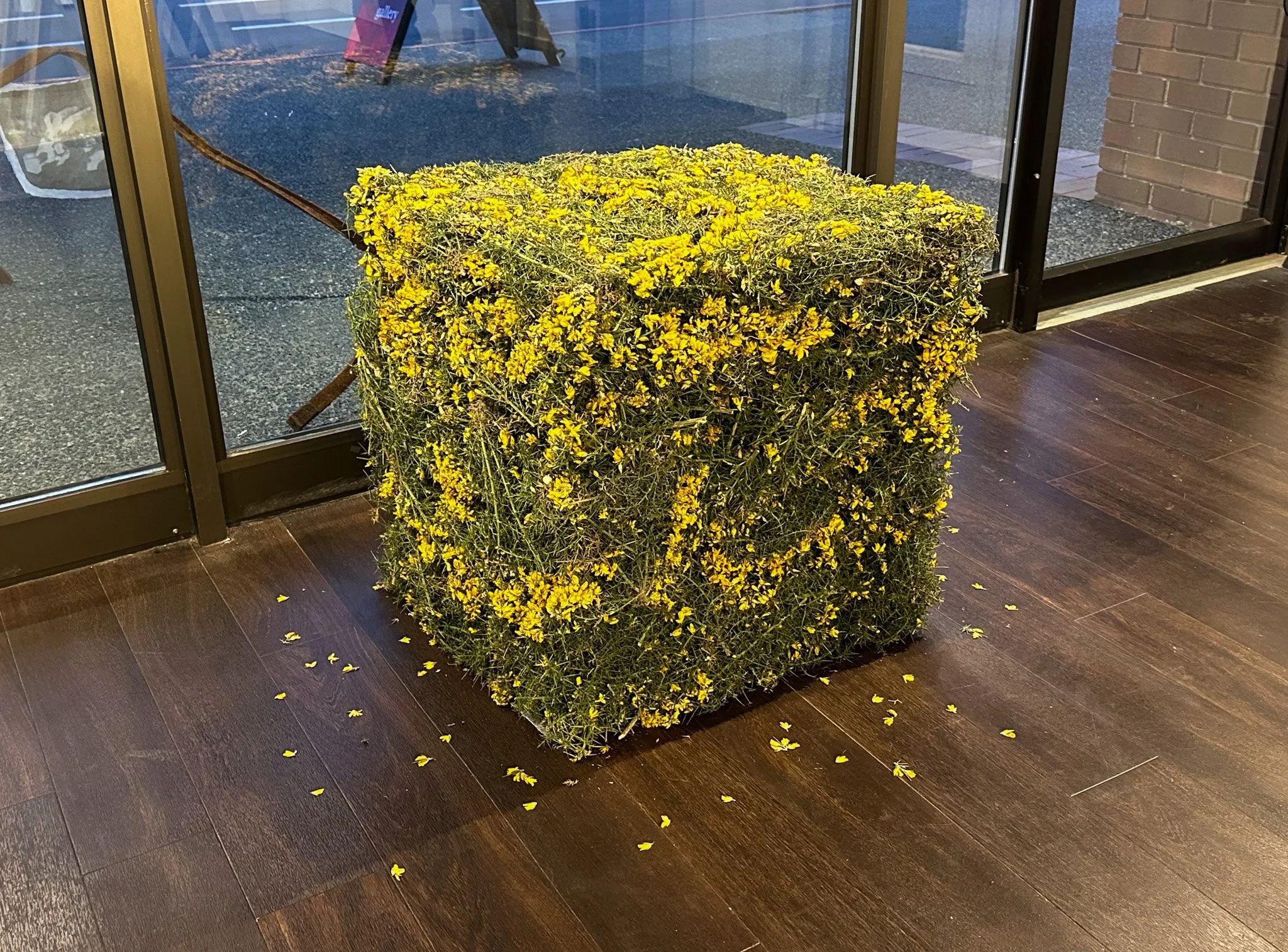 Gorse Block, 2025 (Sculpture of dried, invasive gorse cuttings)