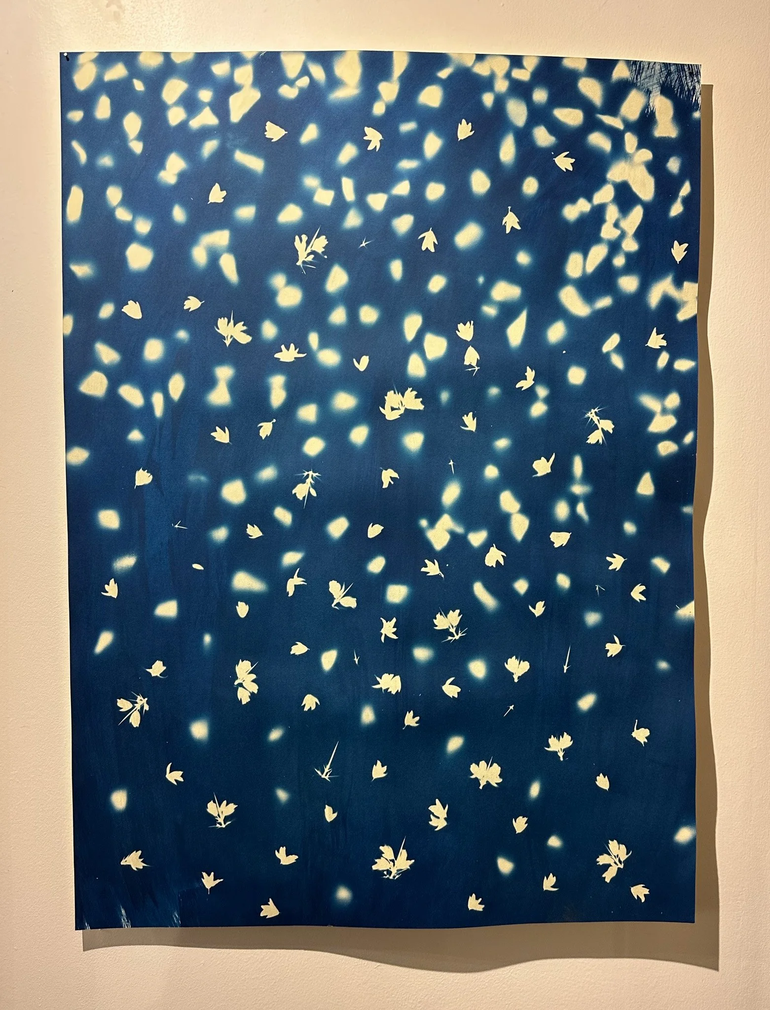 Dispersal Vector, 2025 (Gorse and gravel cyanotype print on paper)