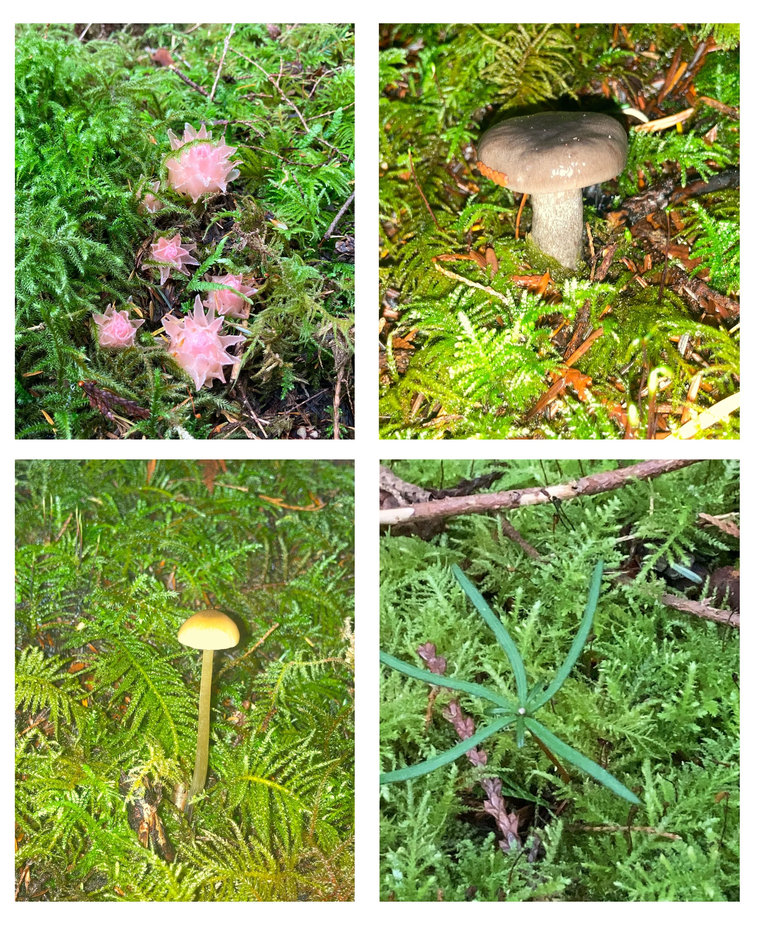 Organisms living in the transplanted moss (2024-2025).