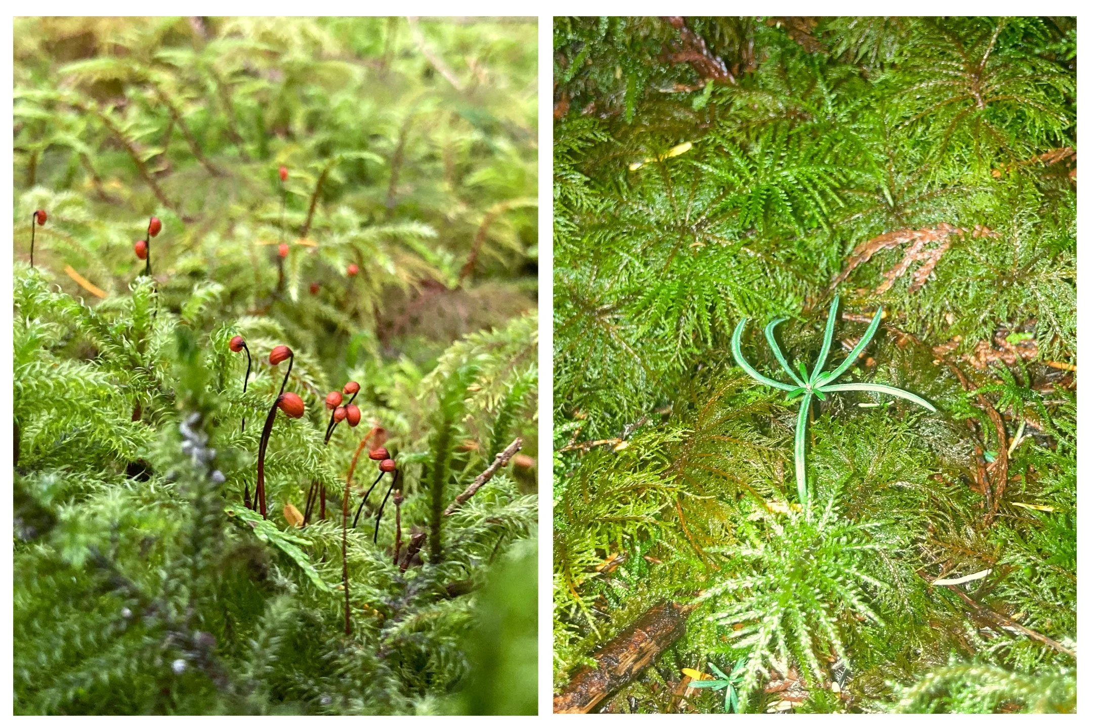 Organisms living in the moss circle after transplanting.