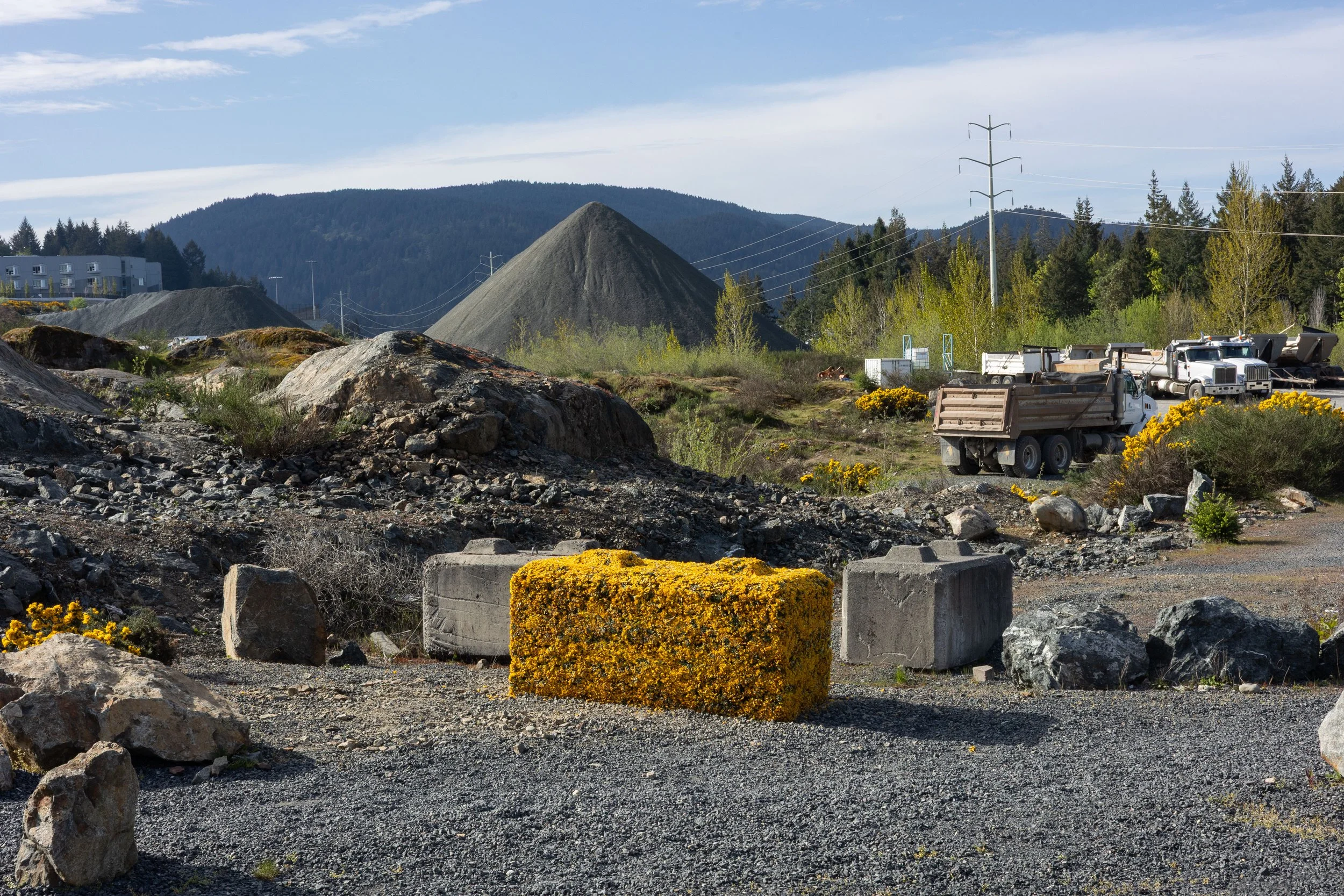 Gorse Block (II), 2026. Ephemeral sculpture, day 1 of temporary installation beside the Westhills gravel pit.