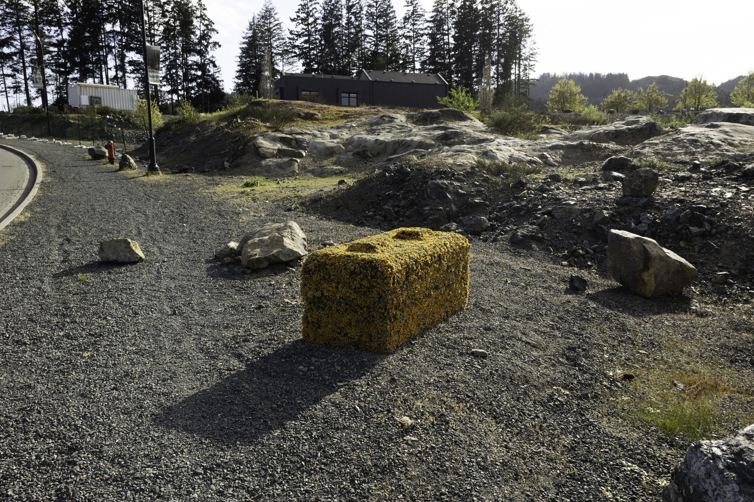 Gorse Block (II), day 3 of ephemeral sculpture installation on the roadside of Langford Lake Road, looking south at Westhills development office, in Esquimalt/Songhees First Nations Territory.