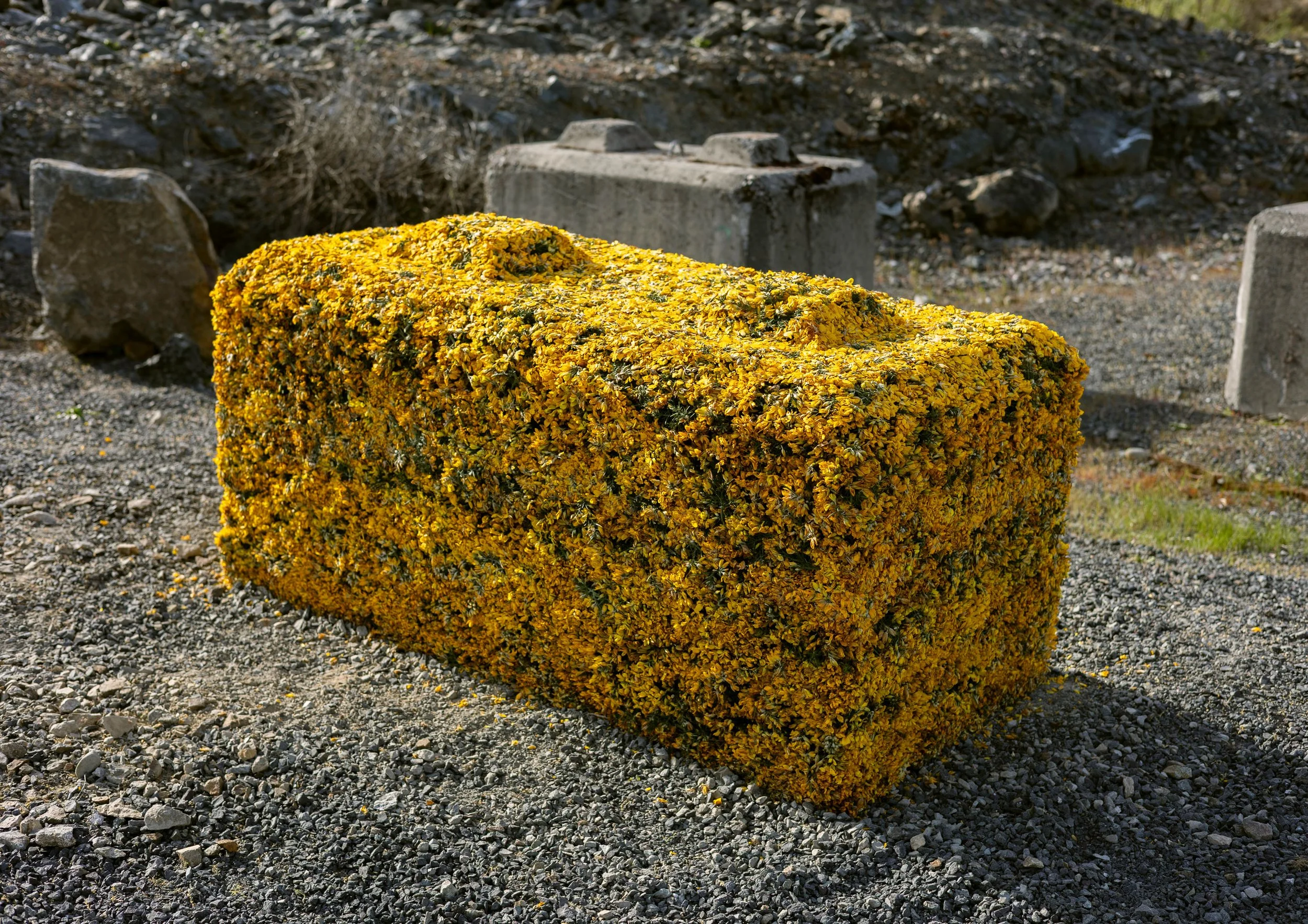 Gorse Block (II), 2026. Detailed view beside concrete blocks, day 1 of installation.