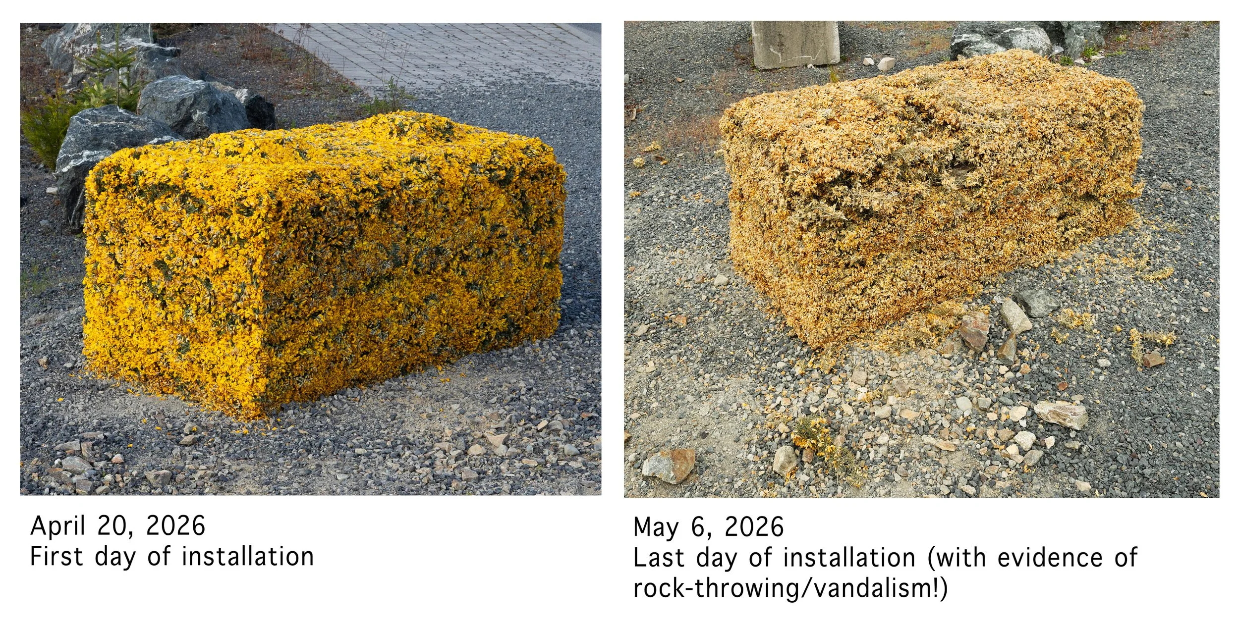 Gorse-Block-before-and-after-3.jpg