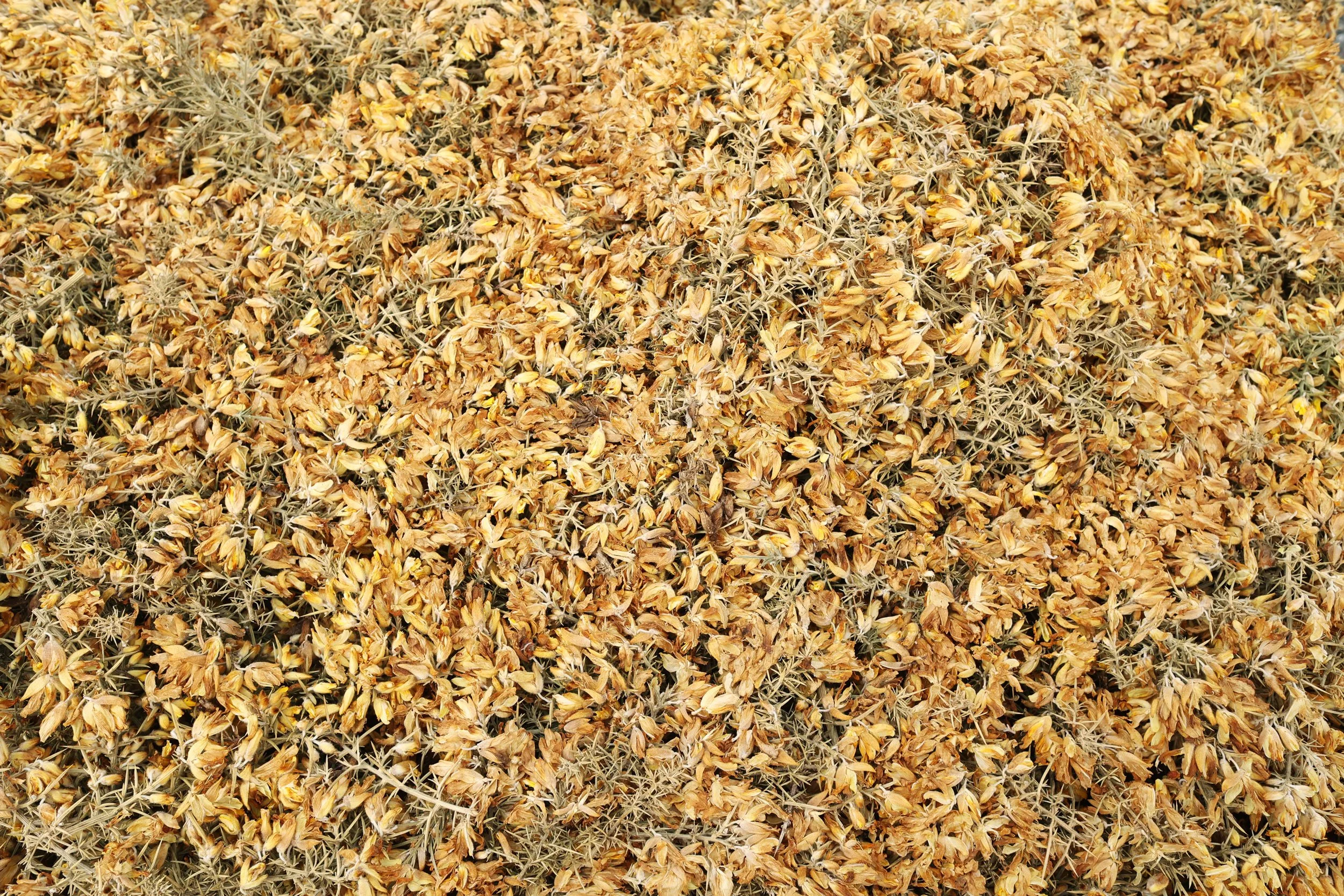 Close up of Gorse Block (II), after 17 days of drought.