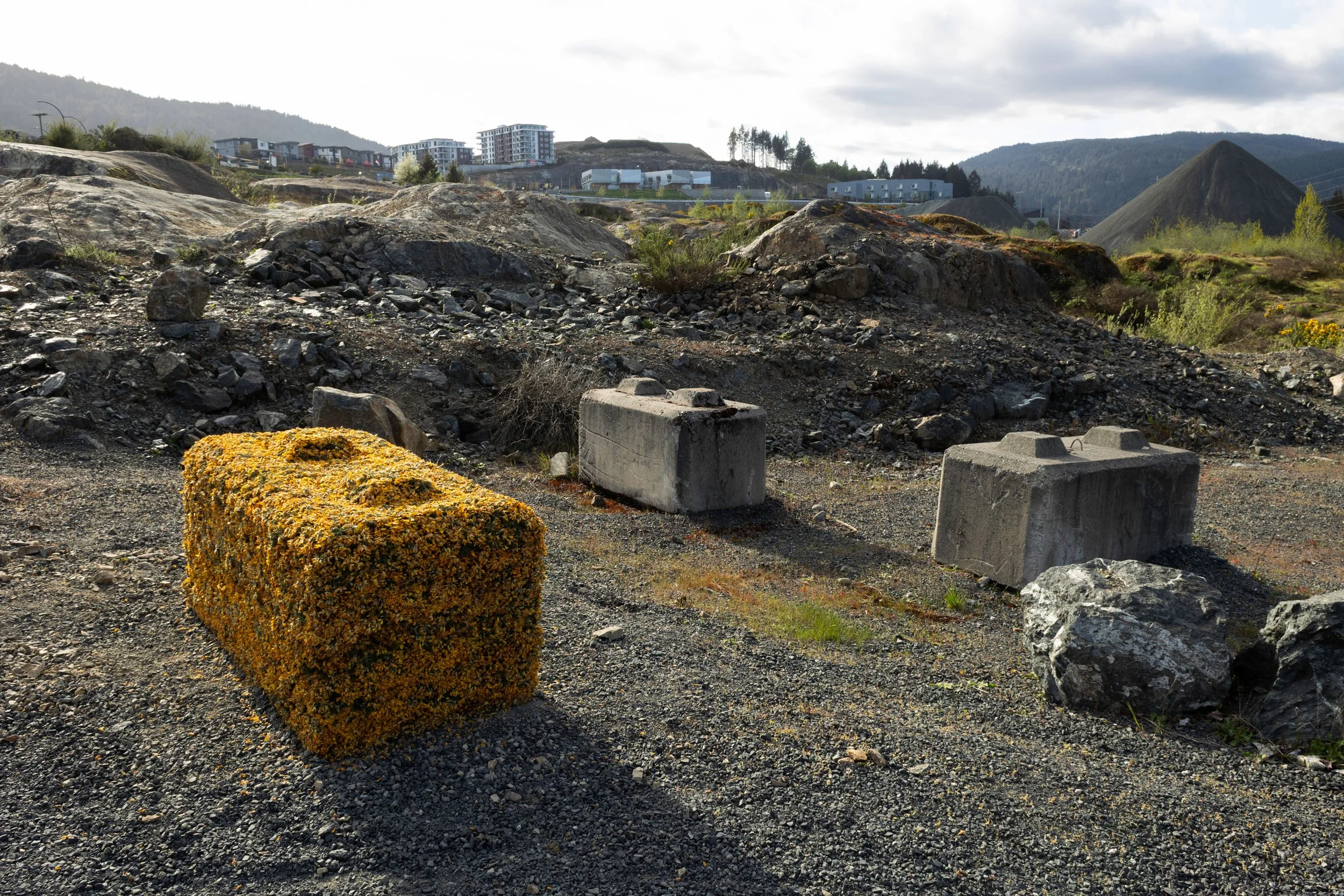 Gorse Block (II), looking west at Westhills development in the distance. Day 3 of temporary installation.
