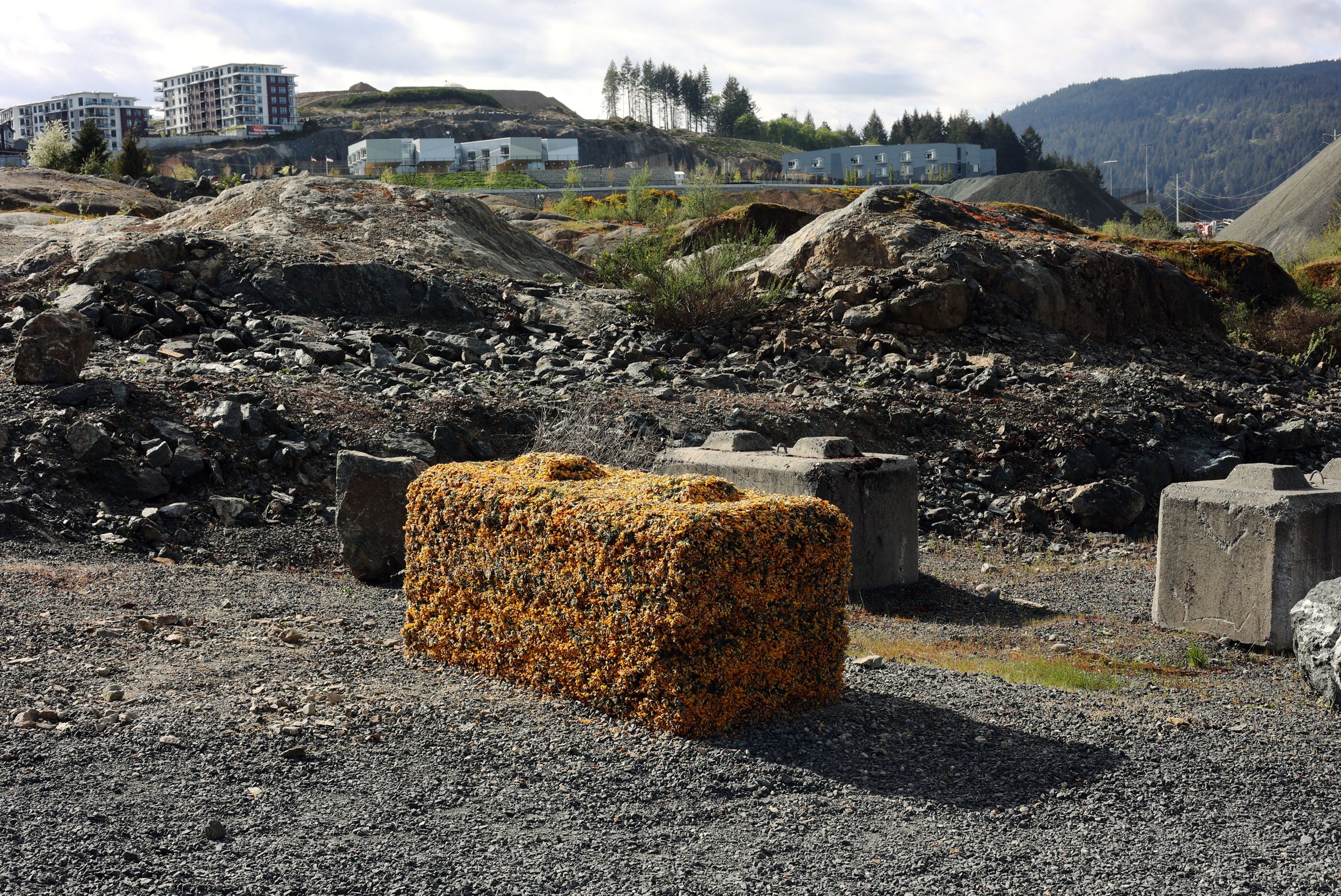 Gorse Block (II) on day 3 of temporary installation, looking west.