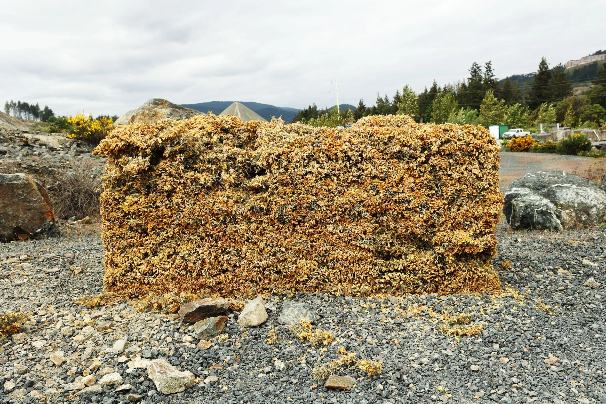 Gorse Block (II), 2026. Last day of installation, after vandalism and 17 days of drought.