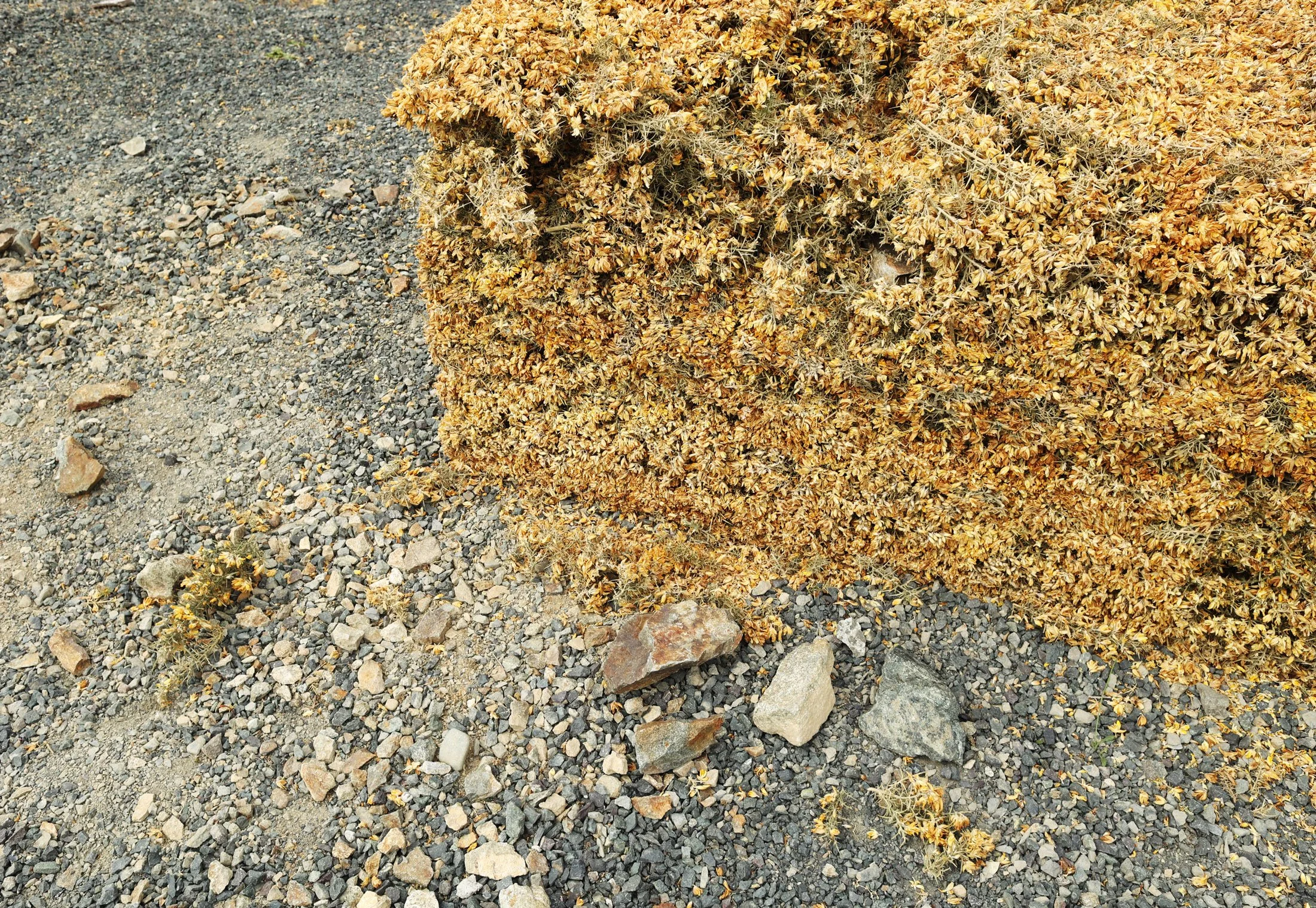 Gorse Block (II) closeup on the last day of installation, showing rocks thrown during vandalism. Gorse material (twigs, flowers, etc) was cleaned up after removal of sculpture.