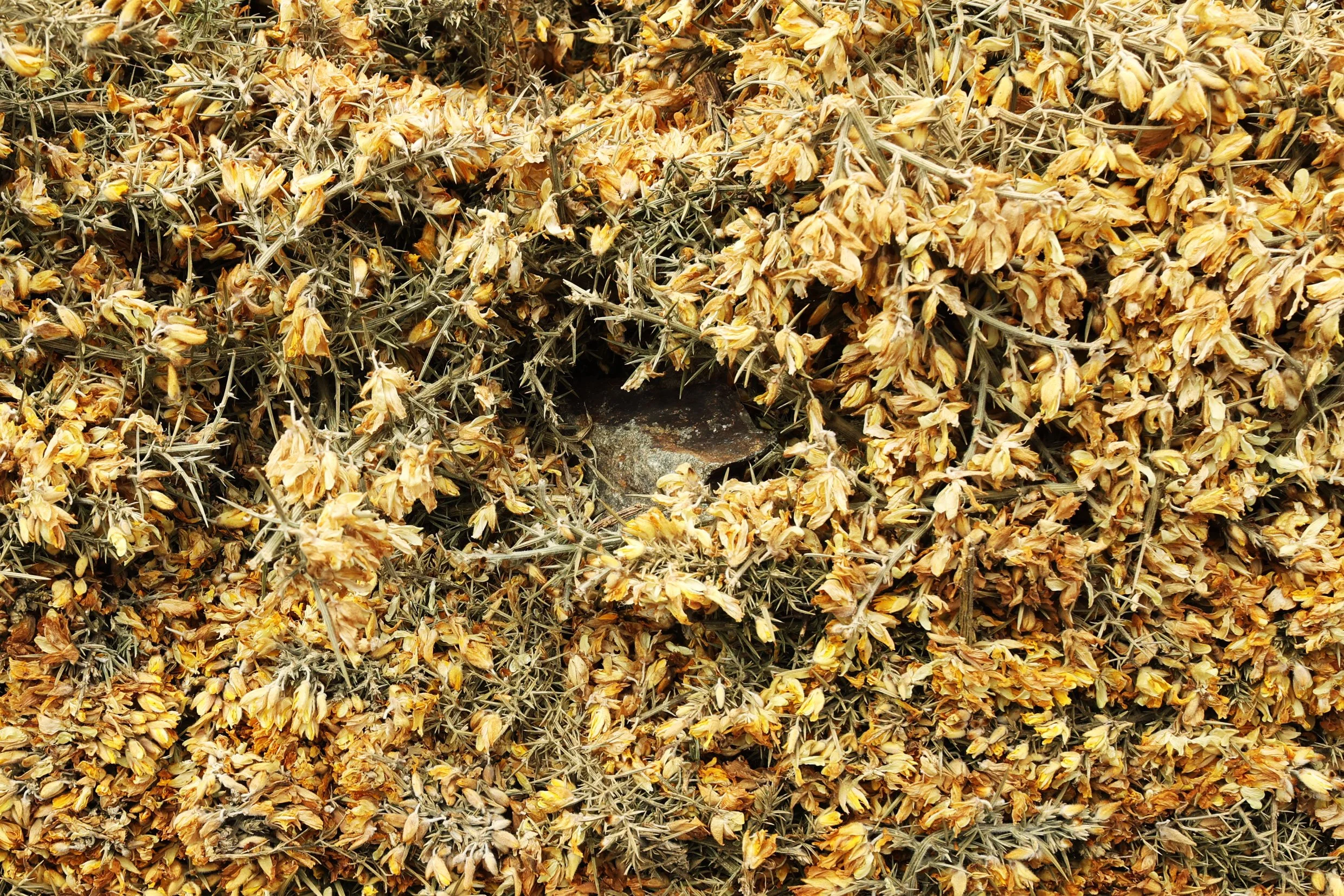 Closeup of rock-throwing vandalism (see the rock embedded in the middle). A visitor later reported seeing an invasive European Wall Lizard hiding on the rock, inside the gorse block. 
