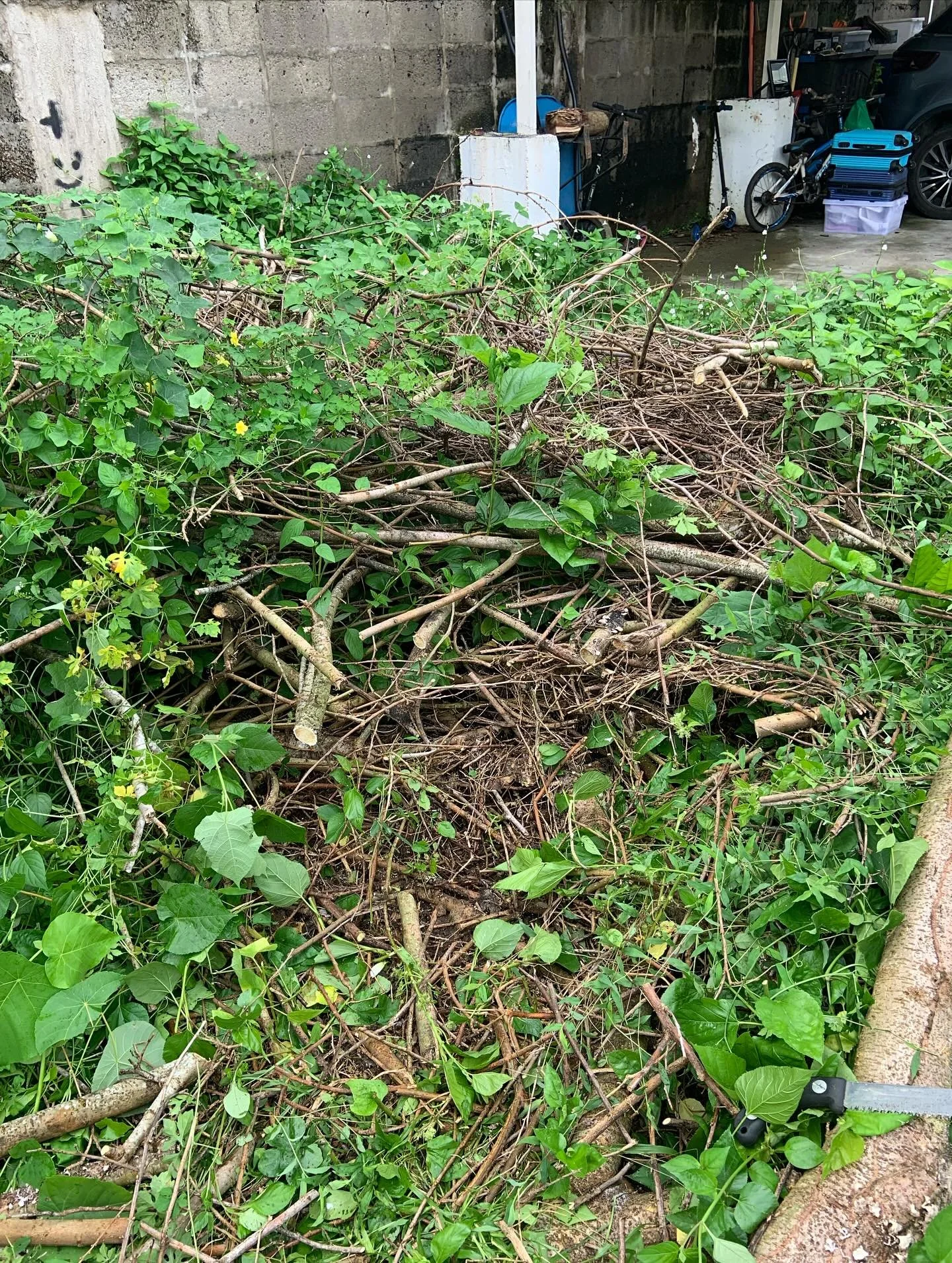 Sunday morning Forest work. 
When we pruned our OG Mulberry (with the help of my mil's delivery guy), all the pruned branches and twigs covered our grilling area. I've cleaned up one third of the area a month or two ago, but life (outside the Forest