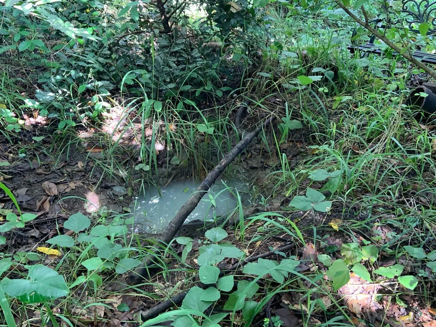 Sunday morning Forest work + scenes.
1: Pond clay seal by @barokontheroad is working!
2: Accumulated water from yesterday's nonstop rain
3: Sealed some cracks on the side
4: Mulch from Bananas cut by @chinkinchinkin
5: Yesterday's rain
6: Muddied wo