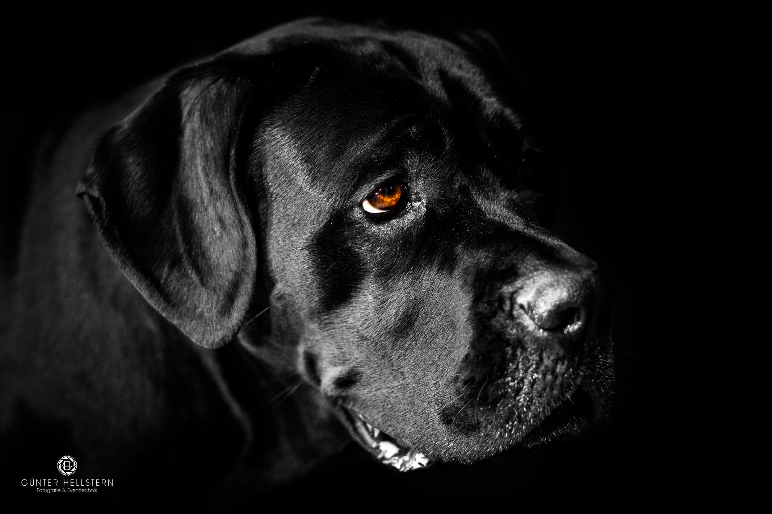 #Hund #Labrador #Studio #Shooting #Dog #Augen #Hundeliebe #Müde #Hundesprache #dogworld #bester Freund #1215.jpg