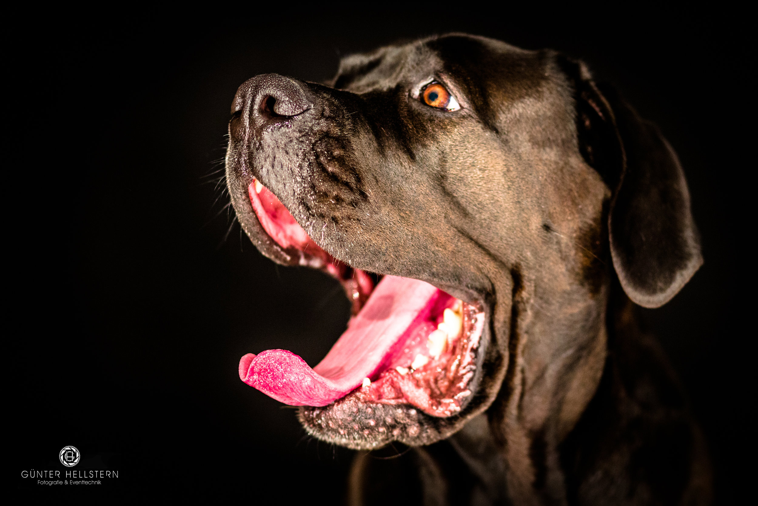 #Hund #Labrador #Studio #Shooting #Dog #Augen #Hundeliebe #Müde #Hundesprache #dogworld #bester Freund #1098.jpg