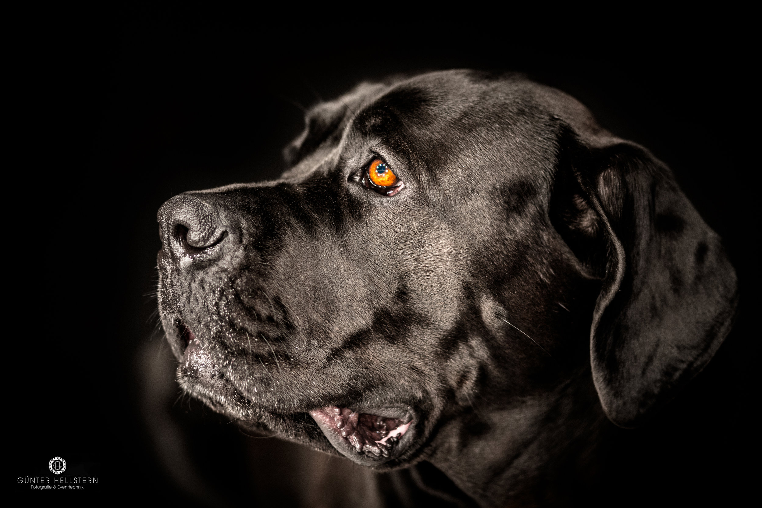 #Hund #Labrador #Studio #Shooting #Dog #Augen #Hundeliebe #Müde #Hundesprache #dogworld #bester Freund #1236-sw.jpg