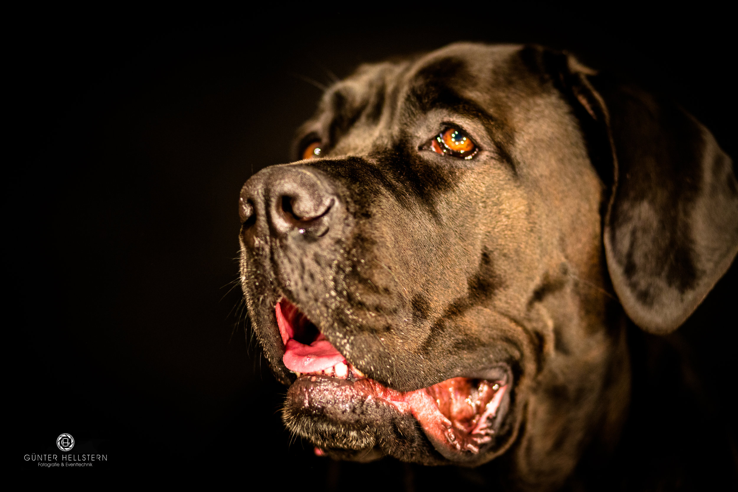 #Hund #Labrador #Studio #Shooting #Dog #Augen #Hundeliebe #Müde #Hundesprache #dogworld #bester Freund #1249.jpg