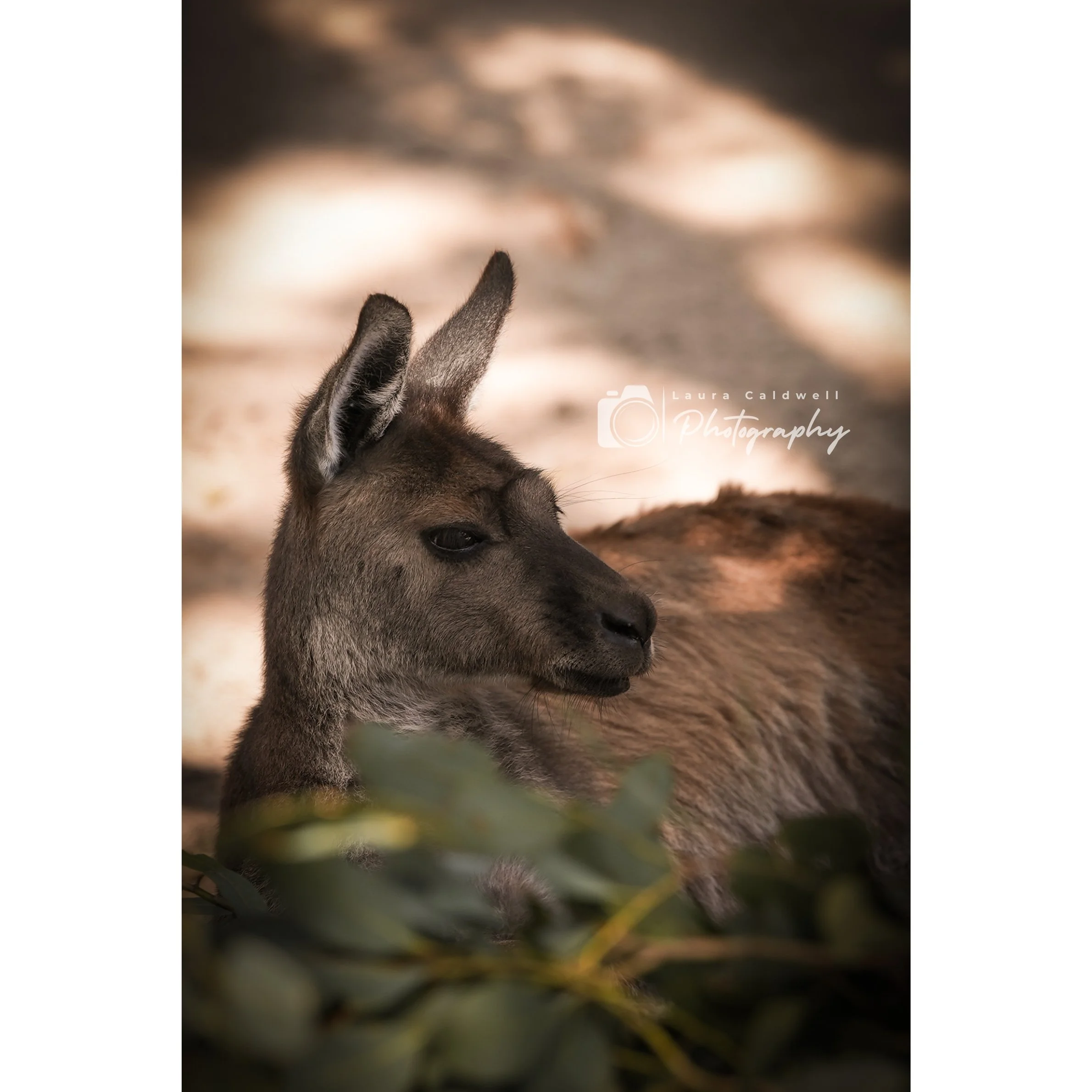 Untitled design (6).jpg