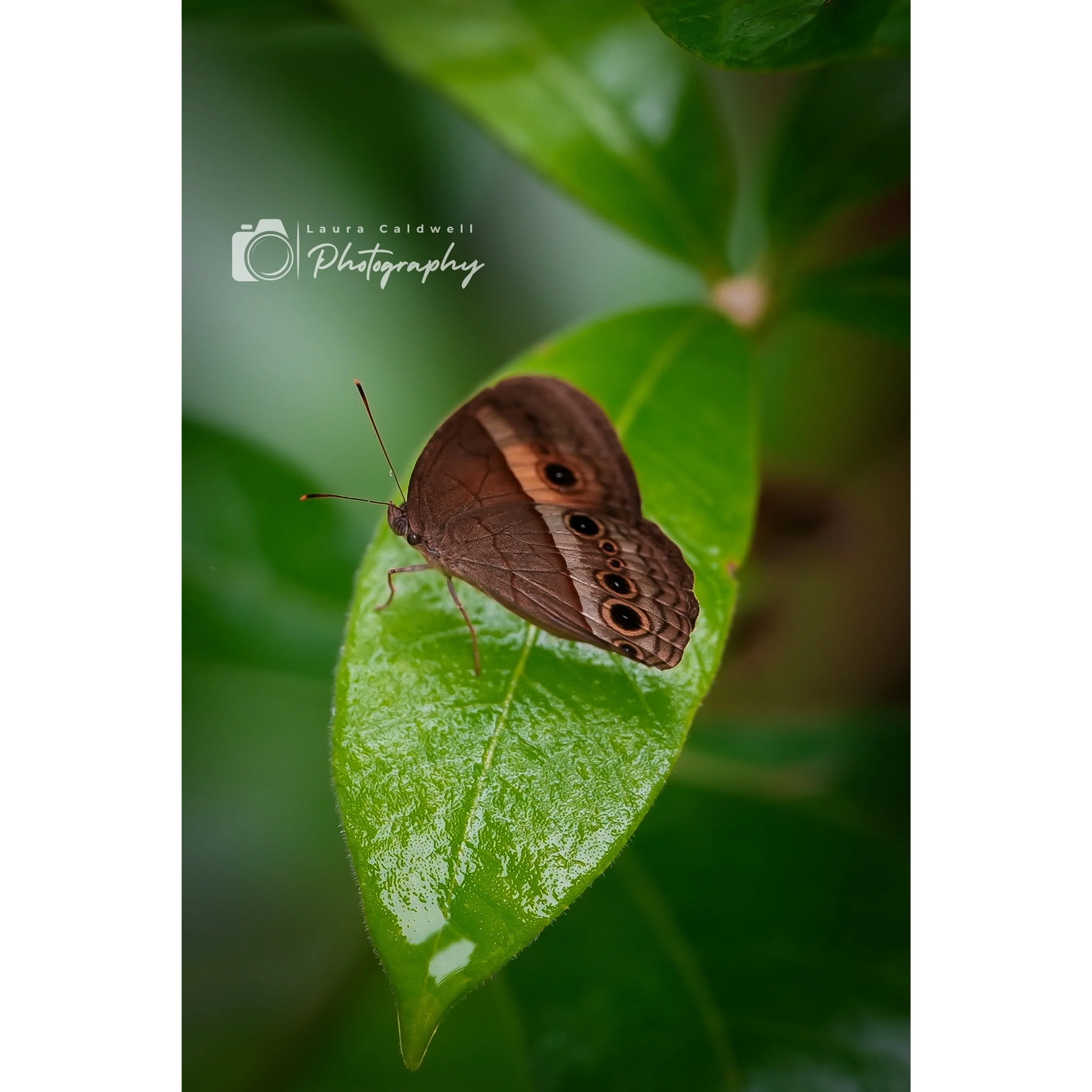 Untitled design (12).jpg