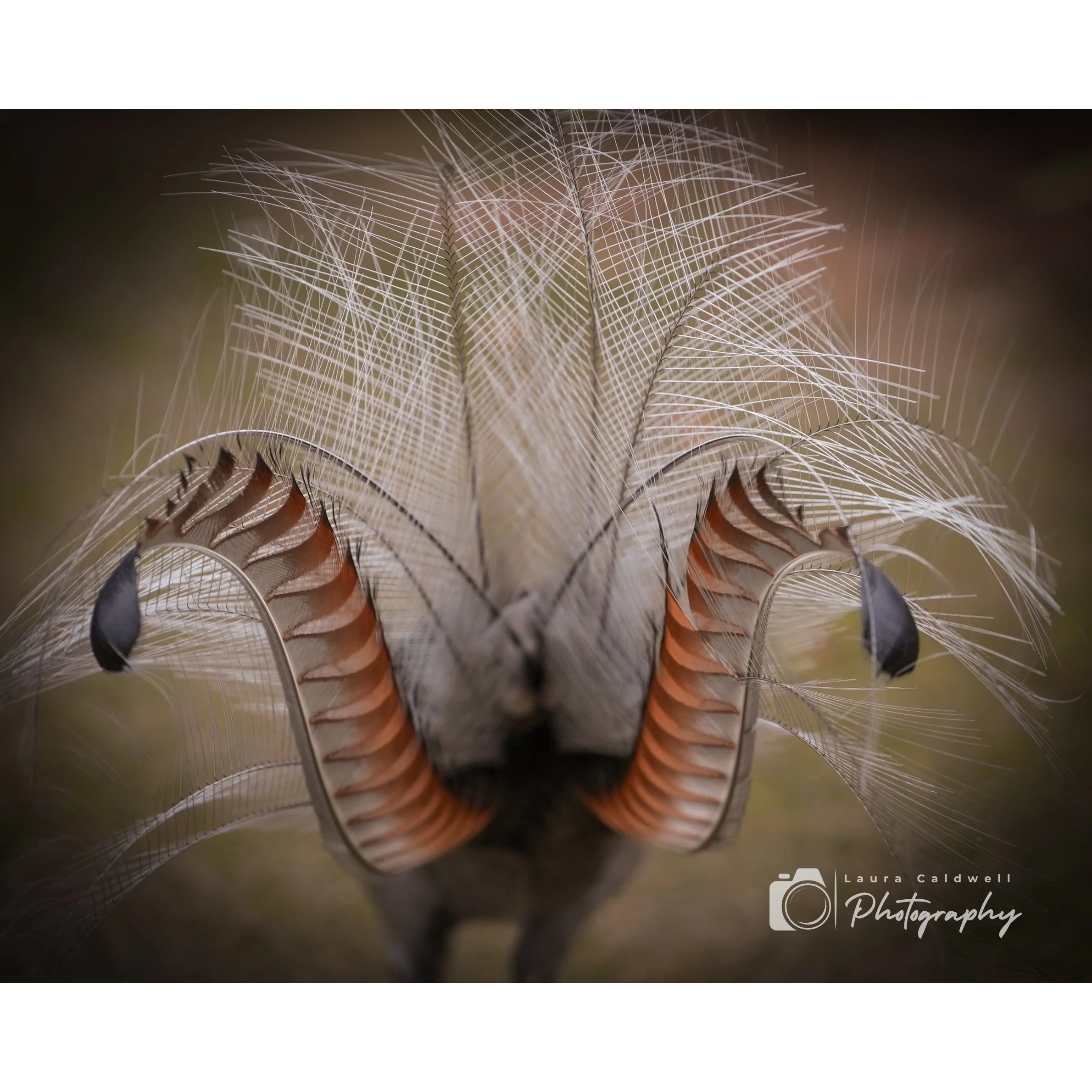 Untitled design (3).jpg