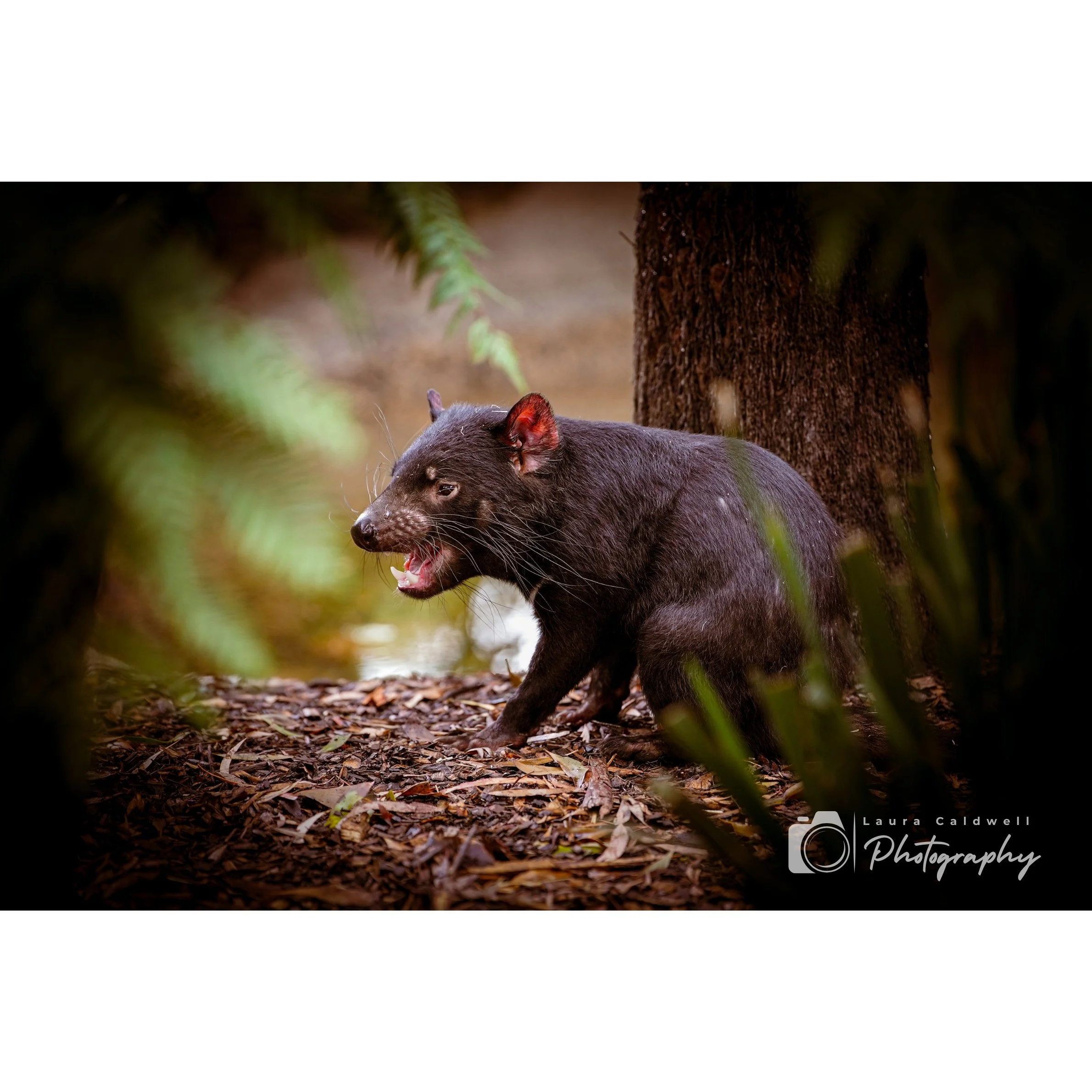 Untitled design (9).jpg