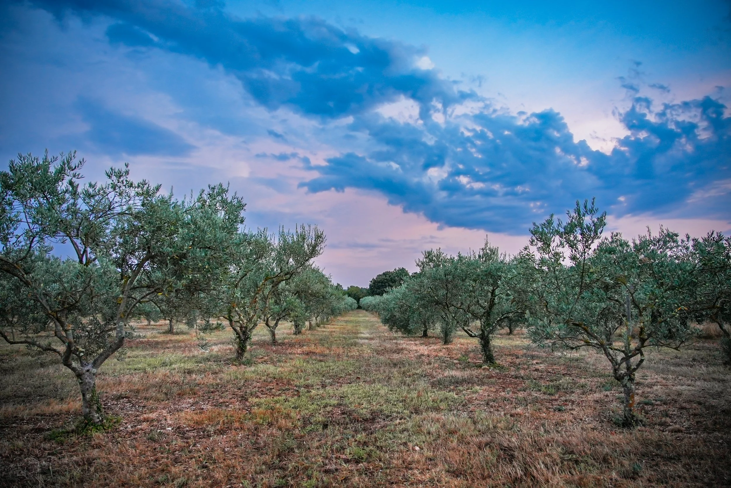 An olive grove at dusk