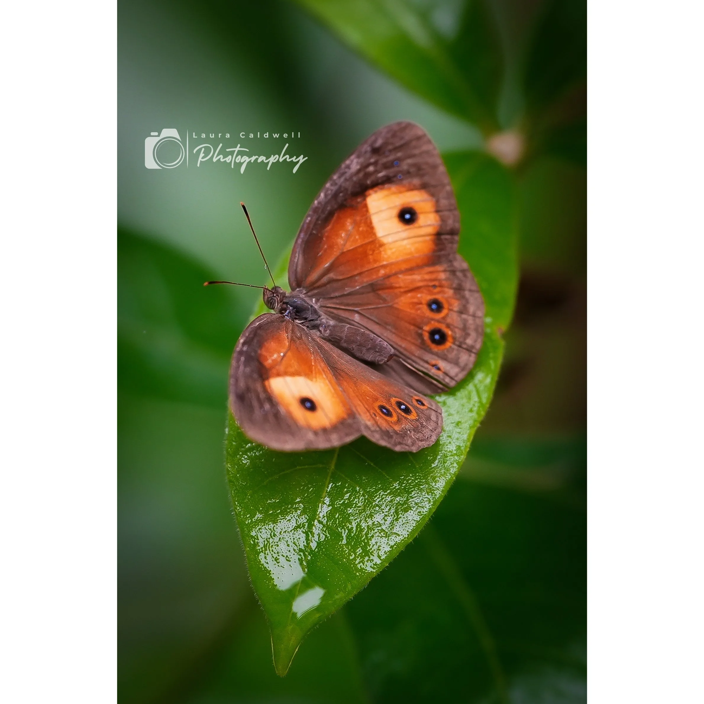 Untitled design (13).jpg