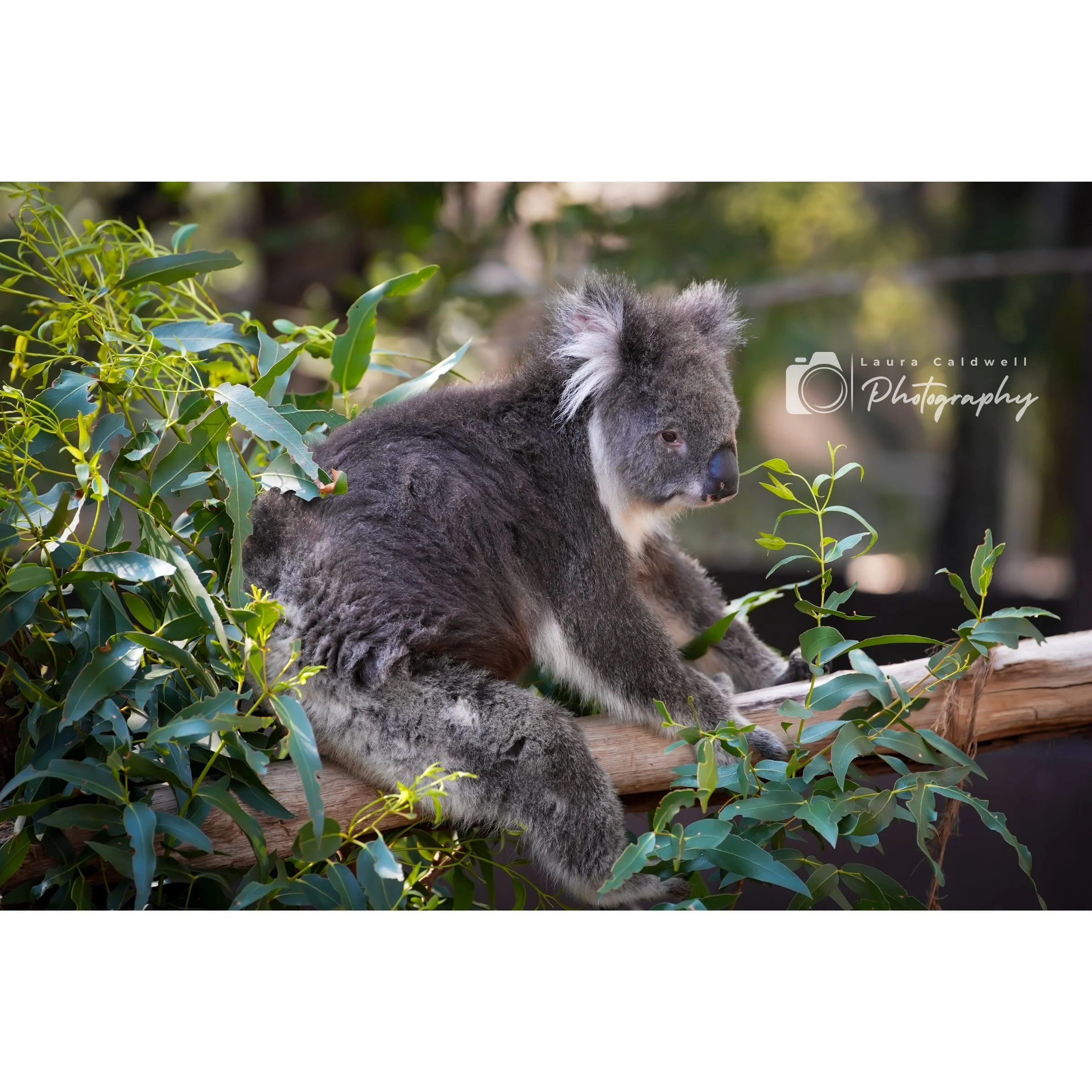 Untitled design (10).jpg