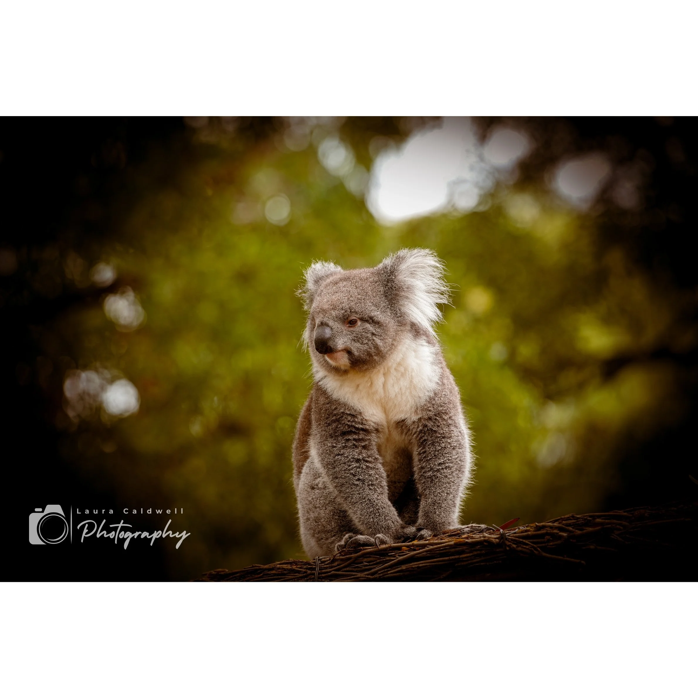 Untitled design (2).jpg