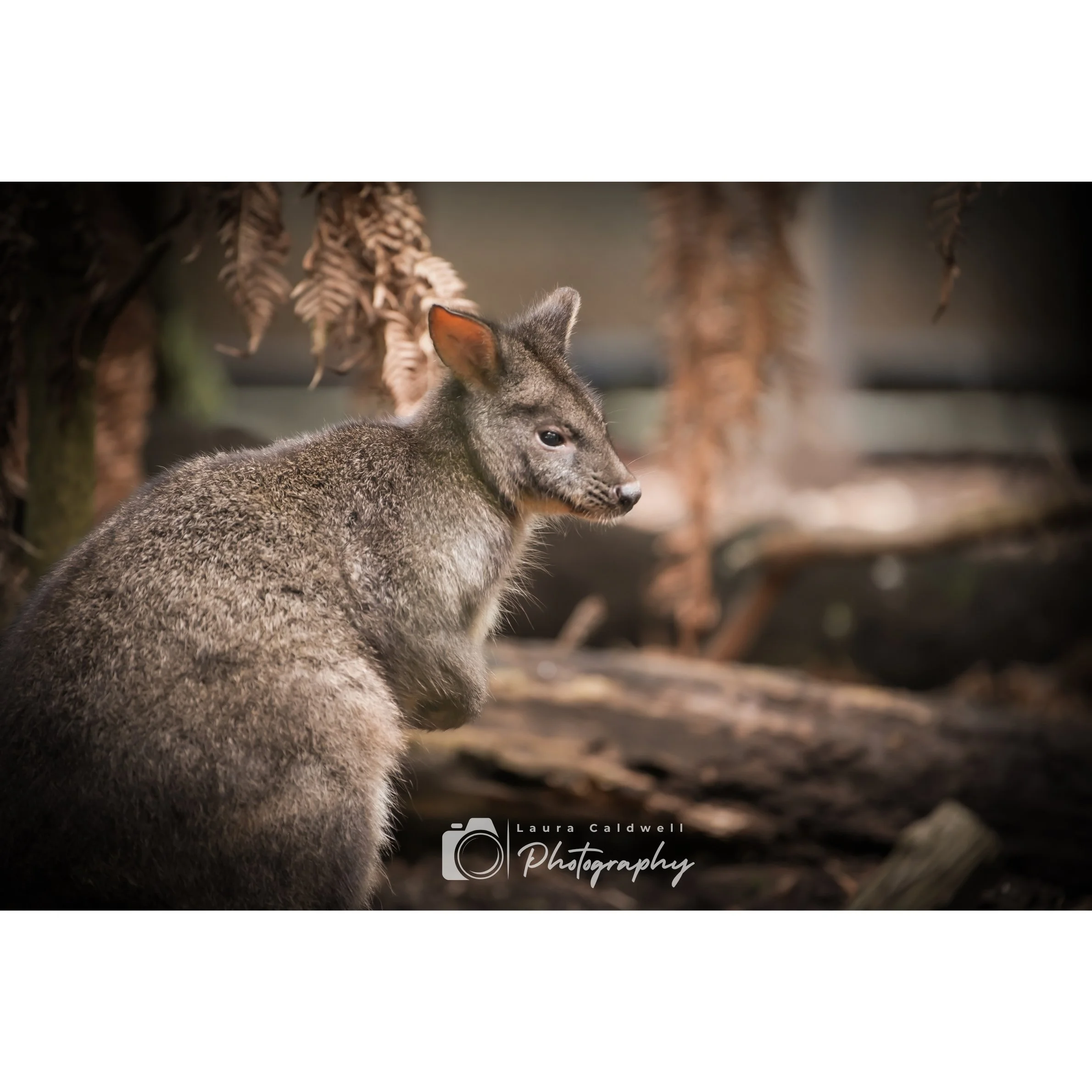 Untitled design (5).jpg