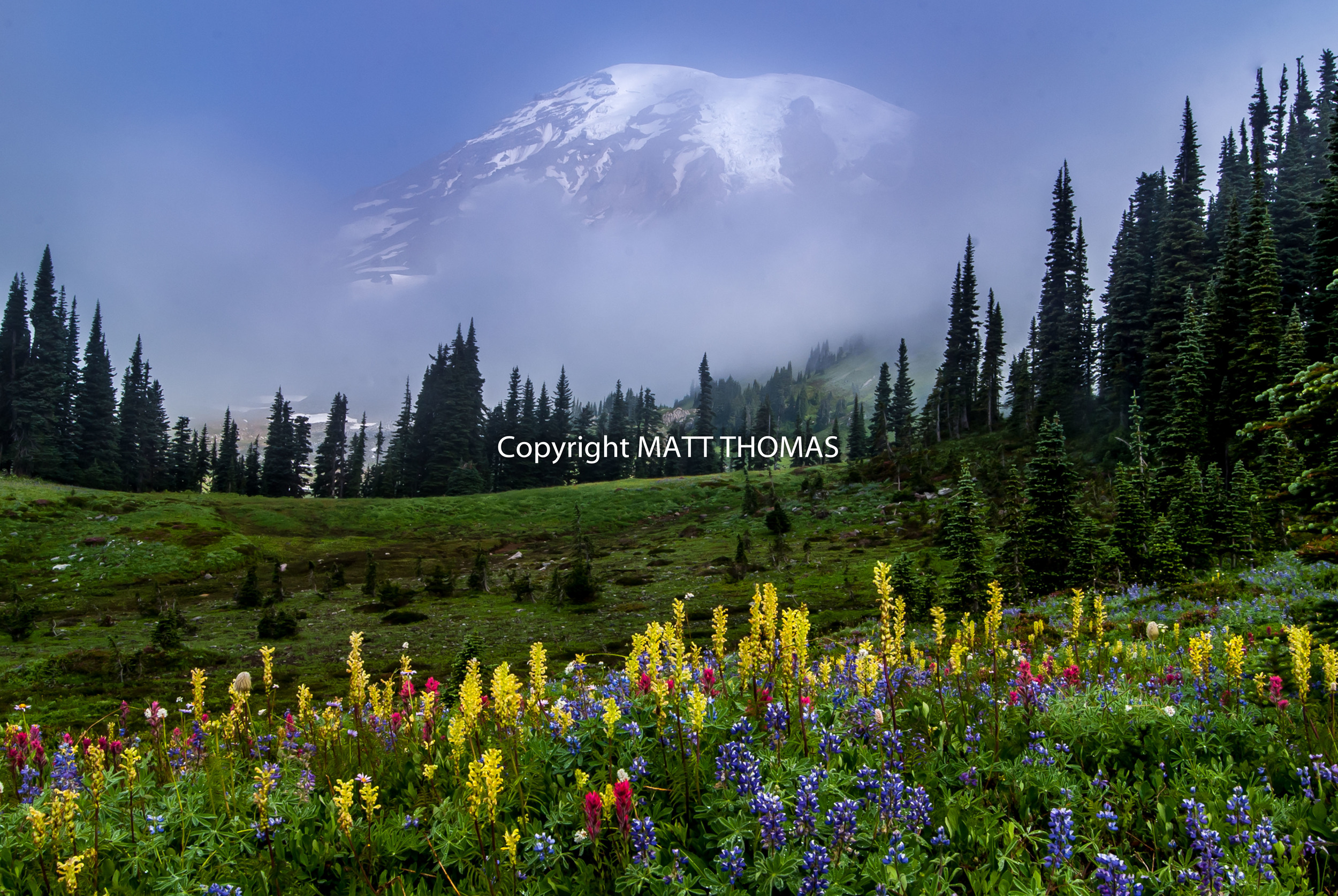 Mt. Rainier Flowers