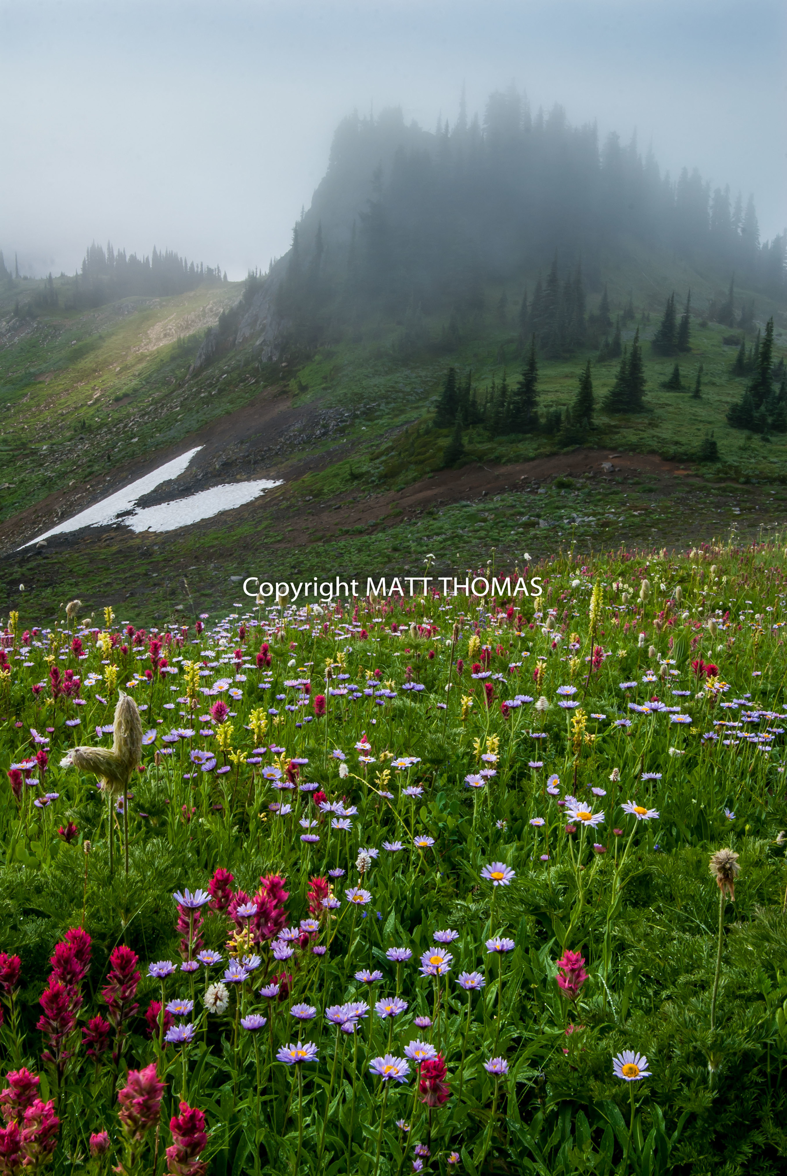 Mazama Ridge - Mt. Rainier N.P.