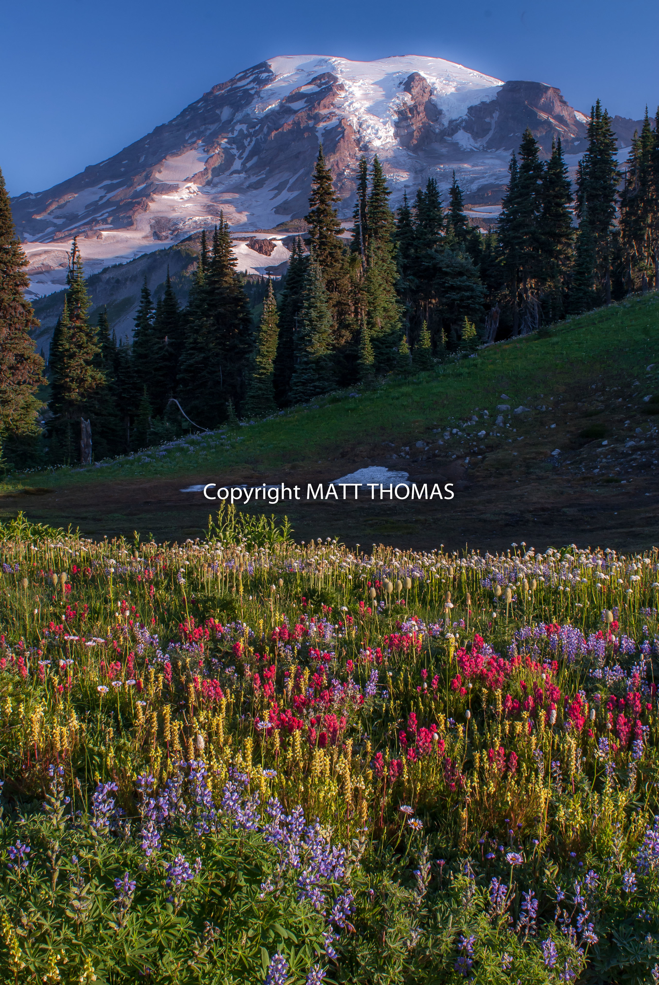 Mt. Rainier Wildflowers 2