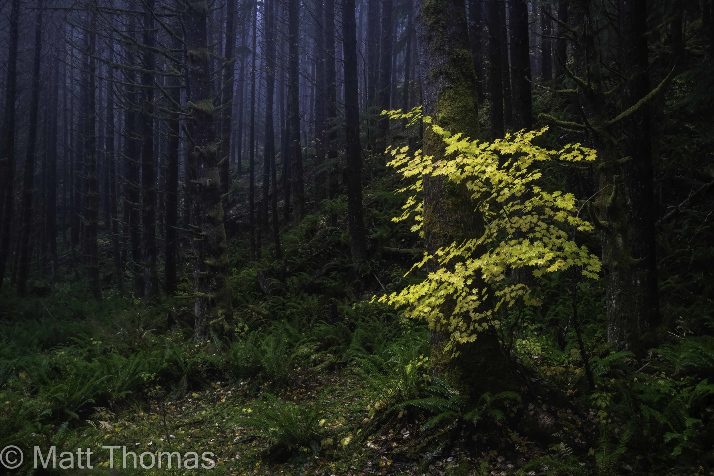 Vine Maple- Warm to cool