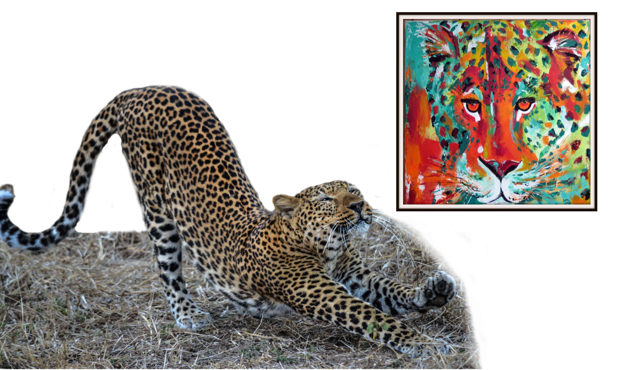 Leopard Feature.jpg