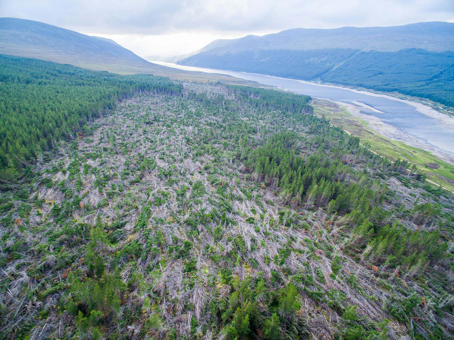 150911 PIn DalwhinnieWindblow 002wb.jpg