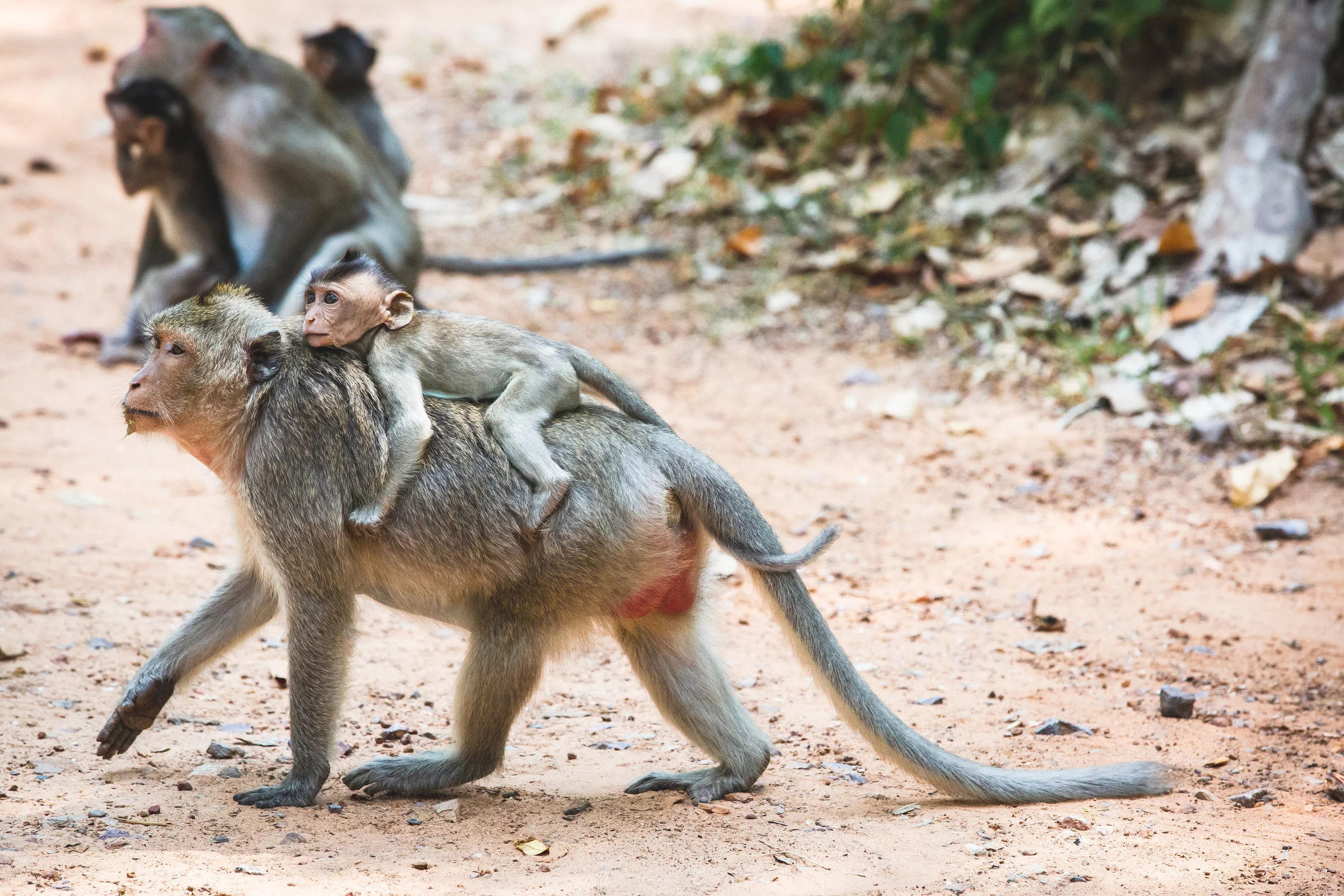cambodia-mpphotography-WEB-8446.jpg