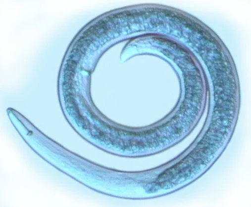 Photo Courtesy of nematode.unl.edu