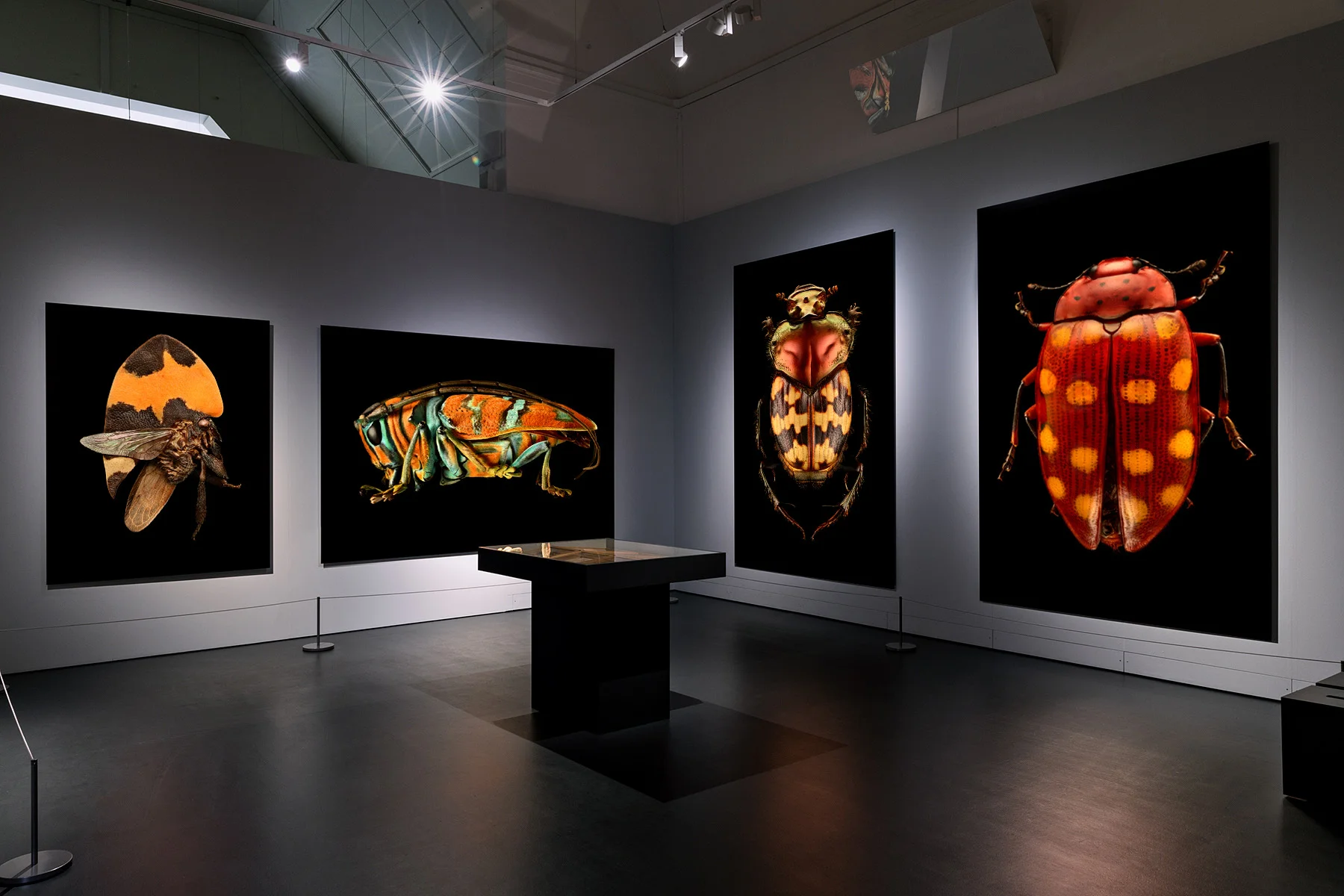 Display at the Naturhistorisches Museum Basel in Basel, Switzerland being shown through October 29, 2017.