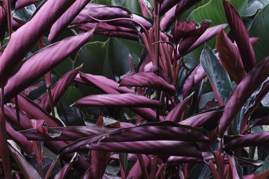 thevoyageur_florasrilanka4-1050x700.jpg