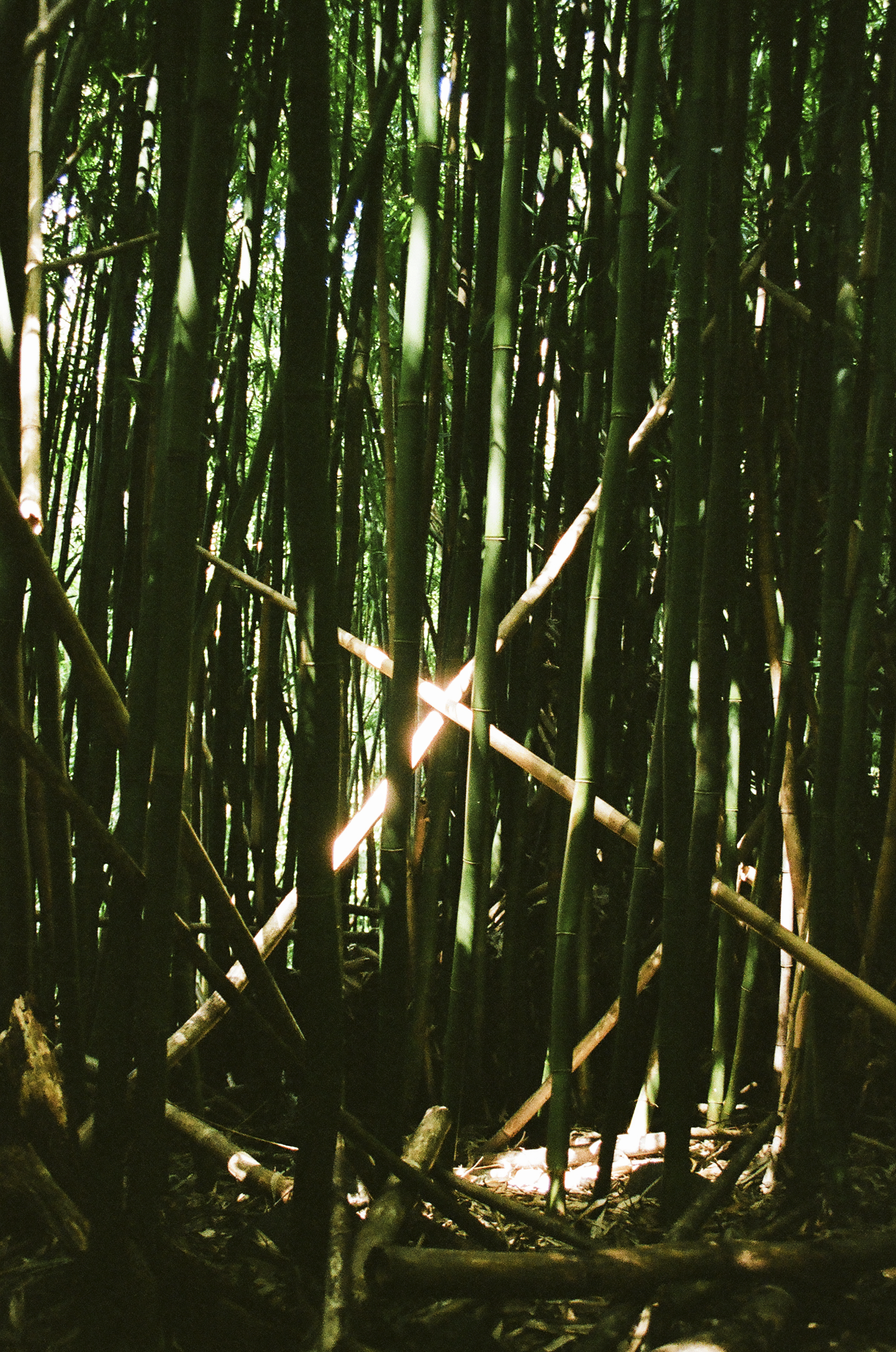 72900013 (website).png