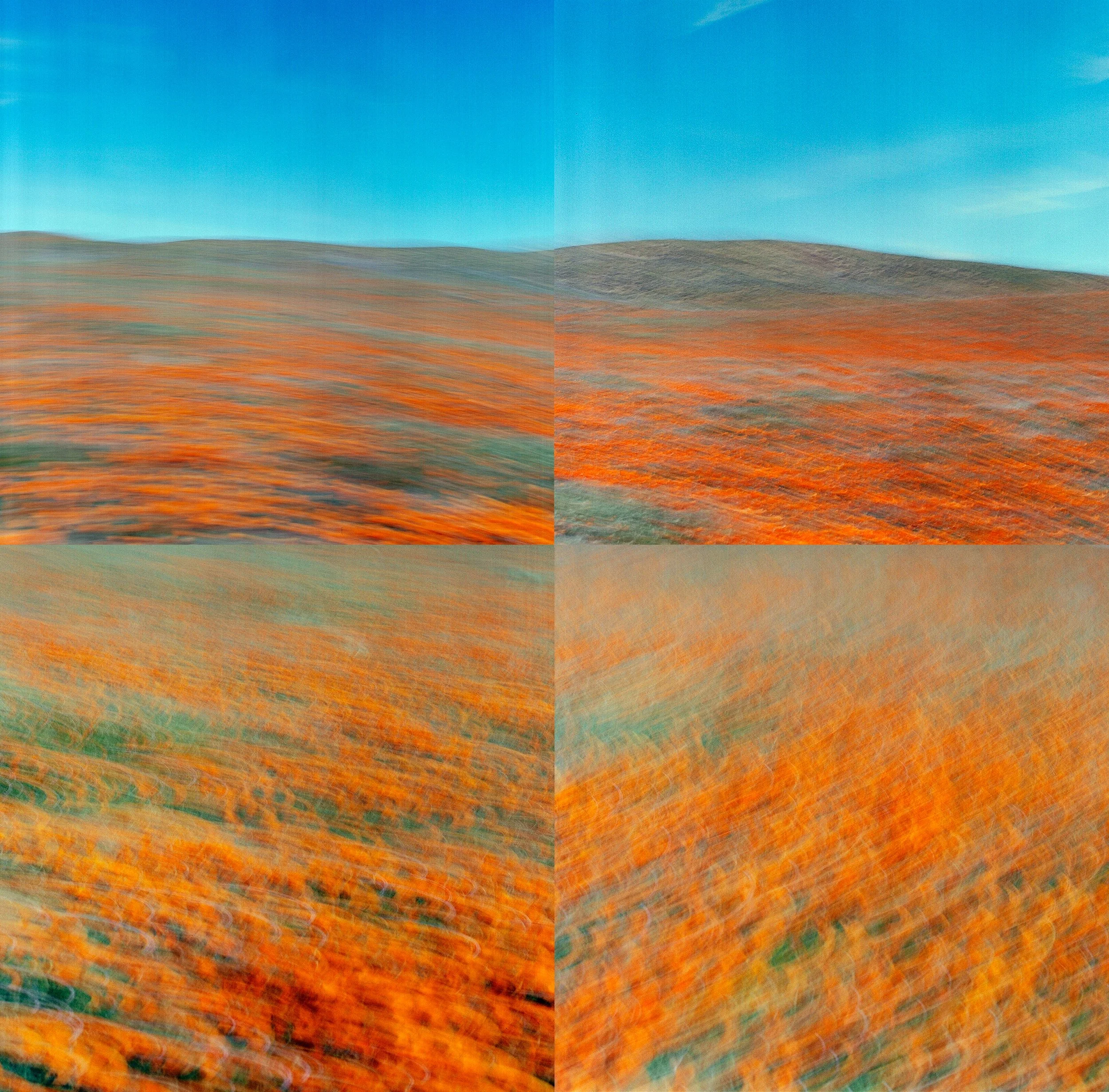 Collage 2_no boarder_lq.jpg