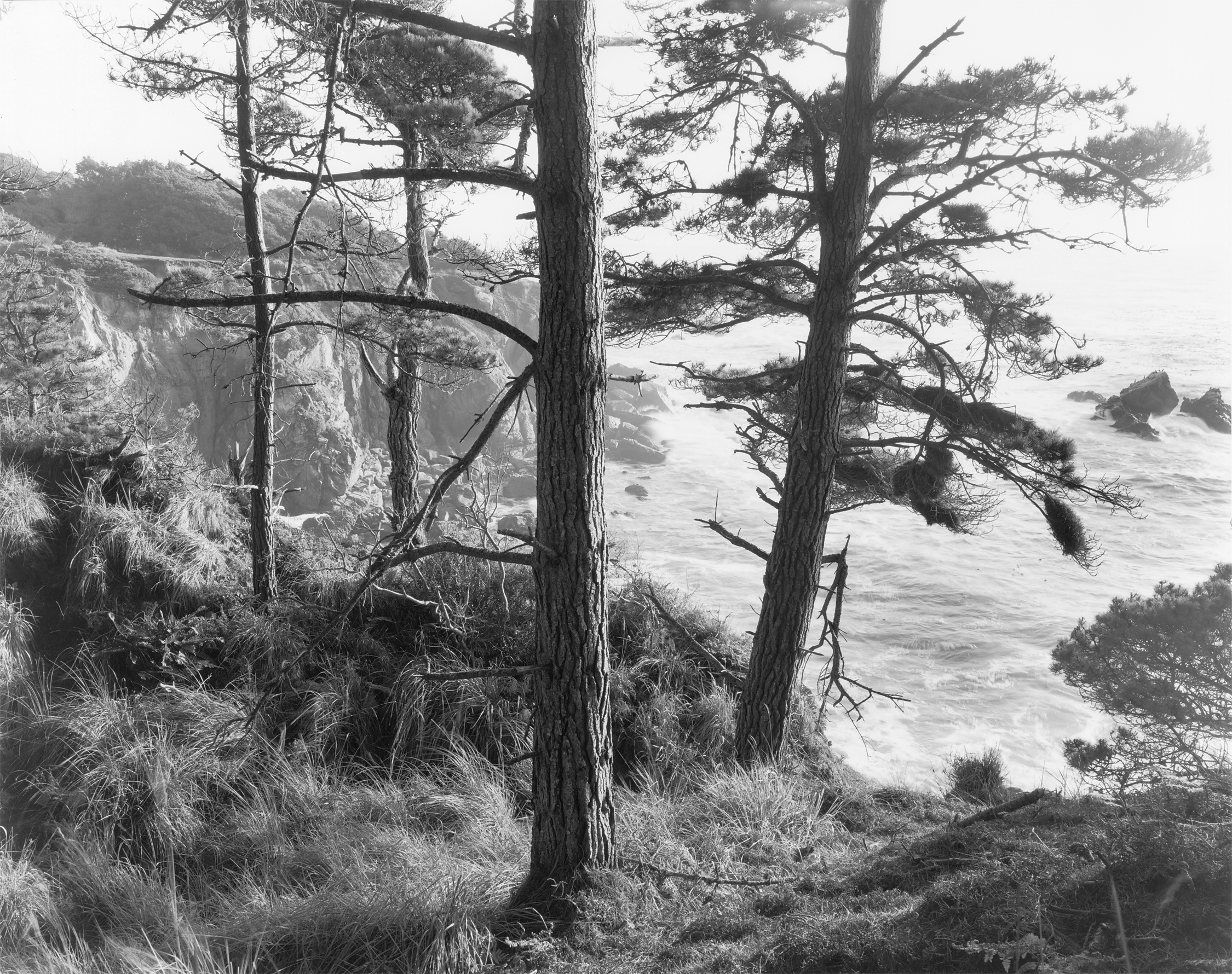 Salt Point #5 California