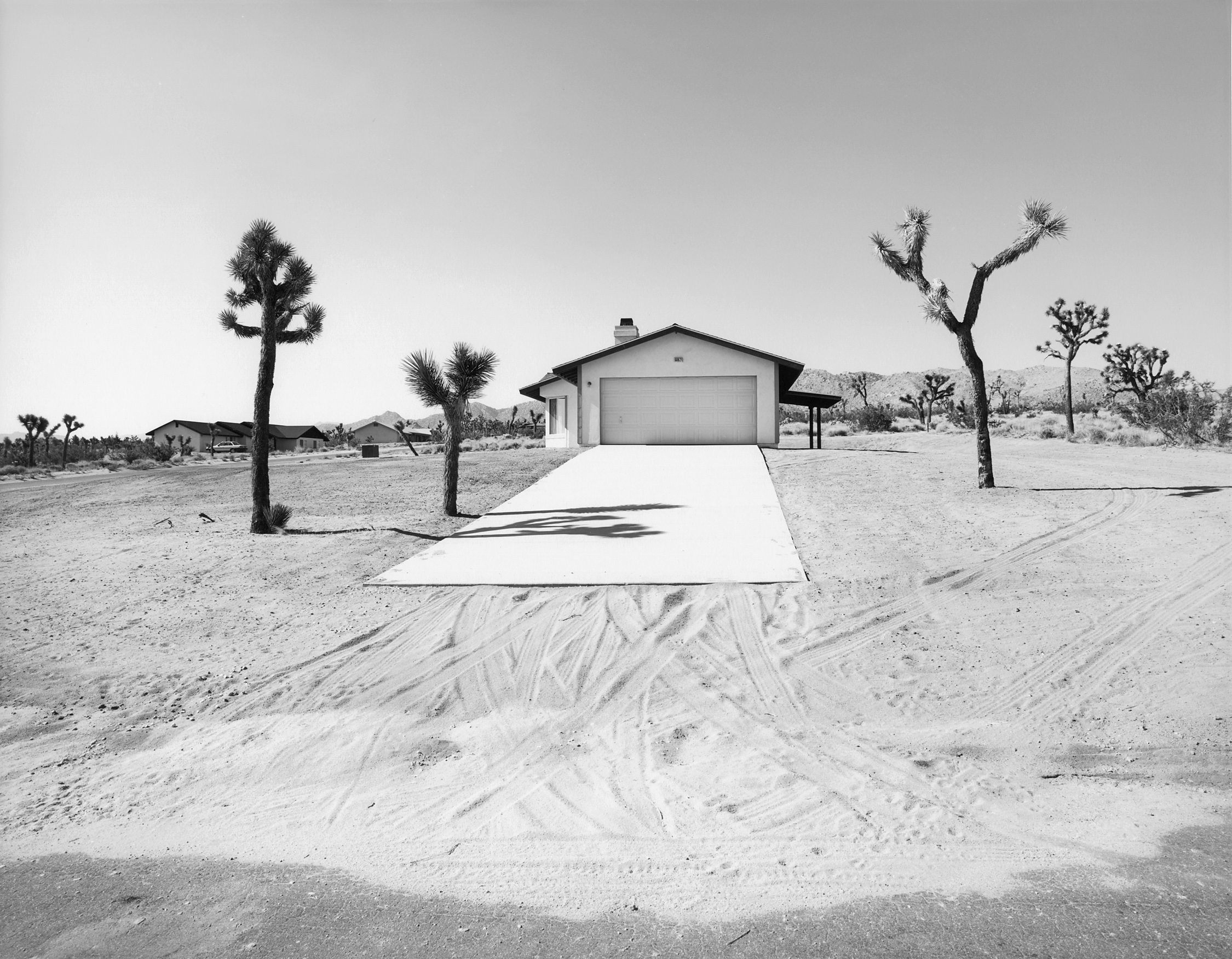 Joshua Tree #2